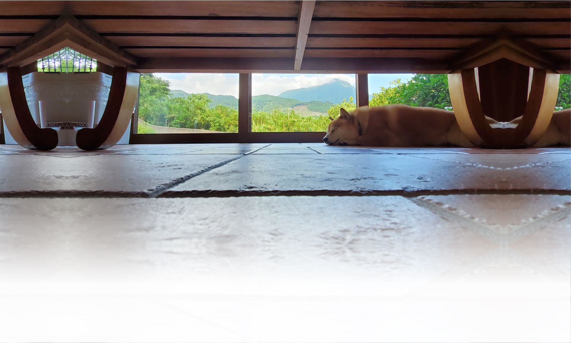 夏の愛犬との旅行 画像 3