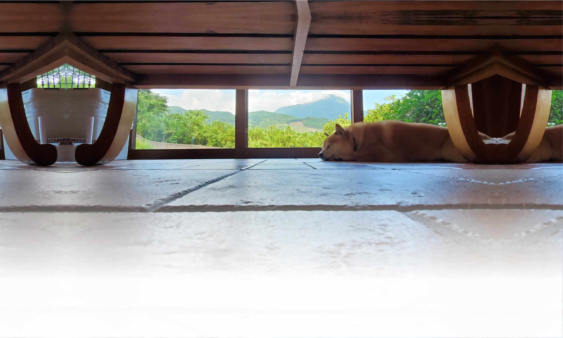 夏の愛犬との旅行 画像 3