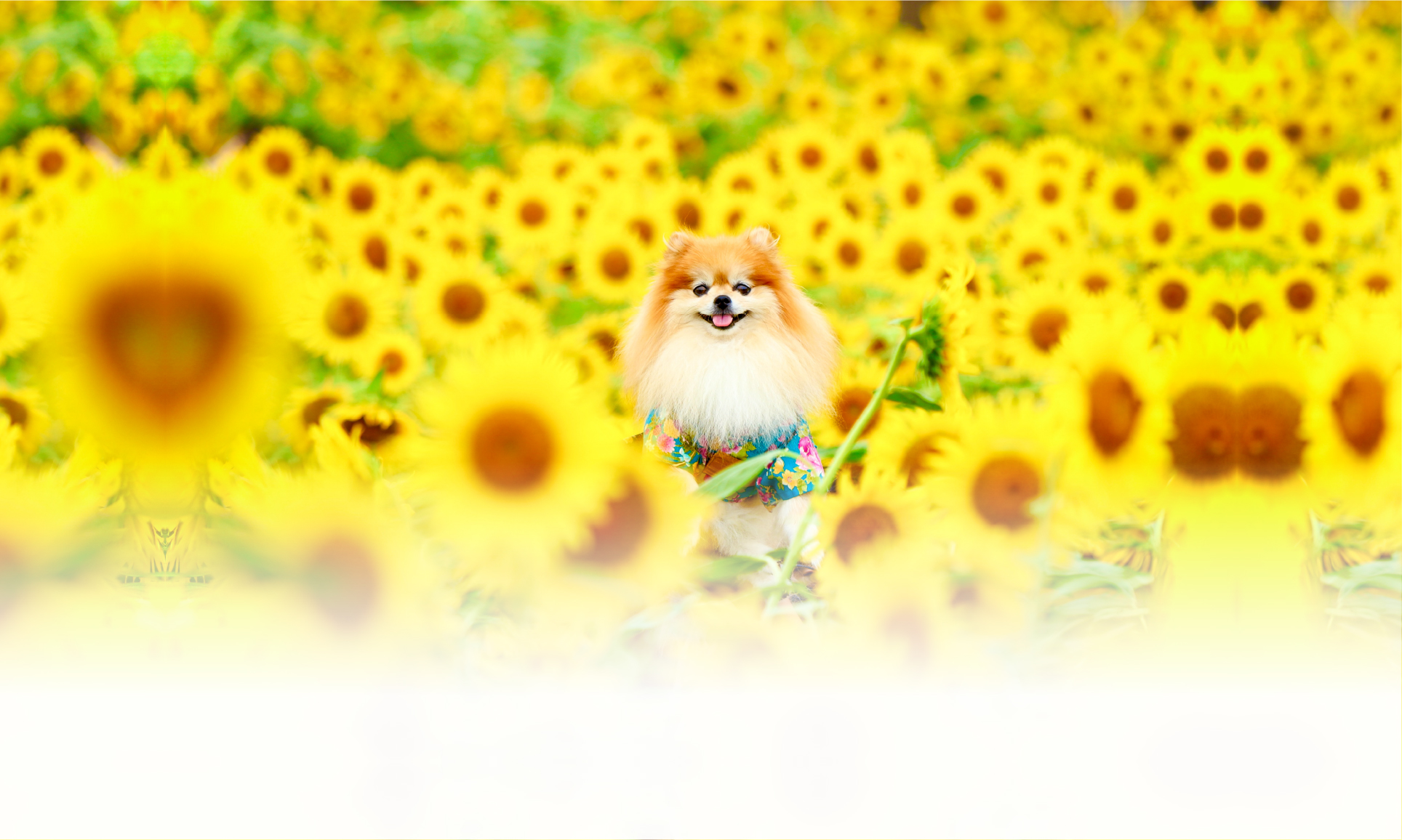 夏の愛犬との旅行 画像 3