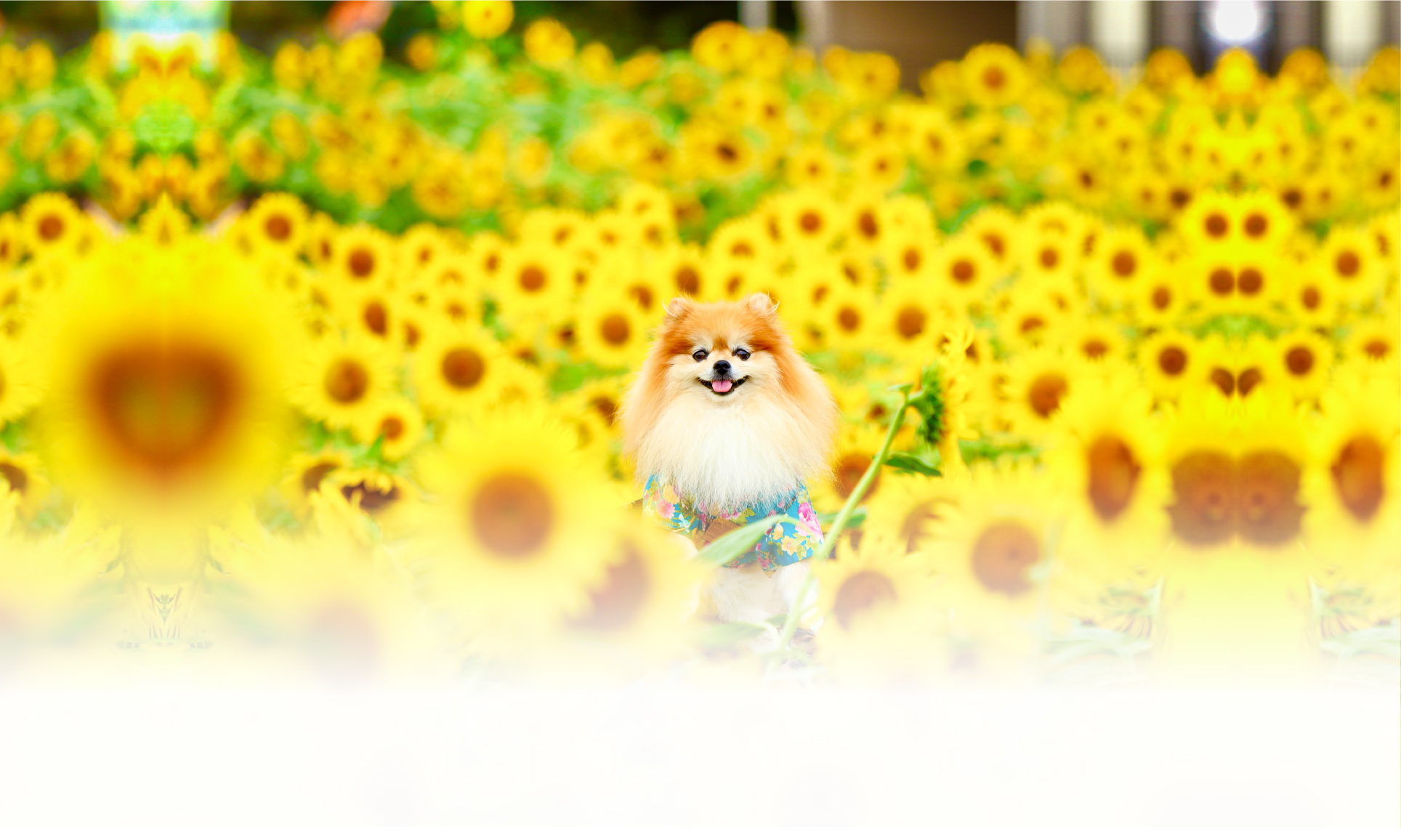 夏の愛犬との旅行 画像 3