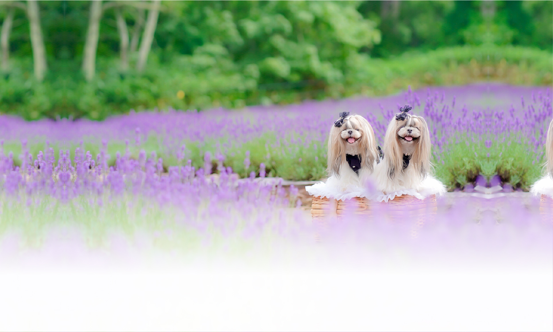 夏の愛犬との旅行 画像 3