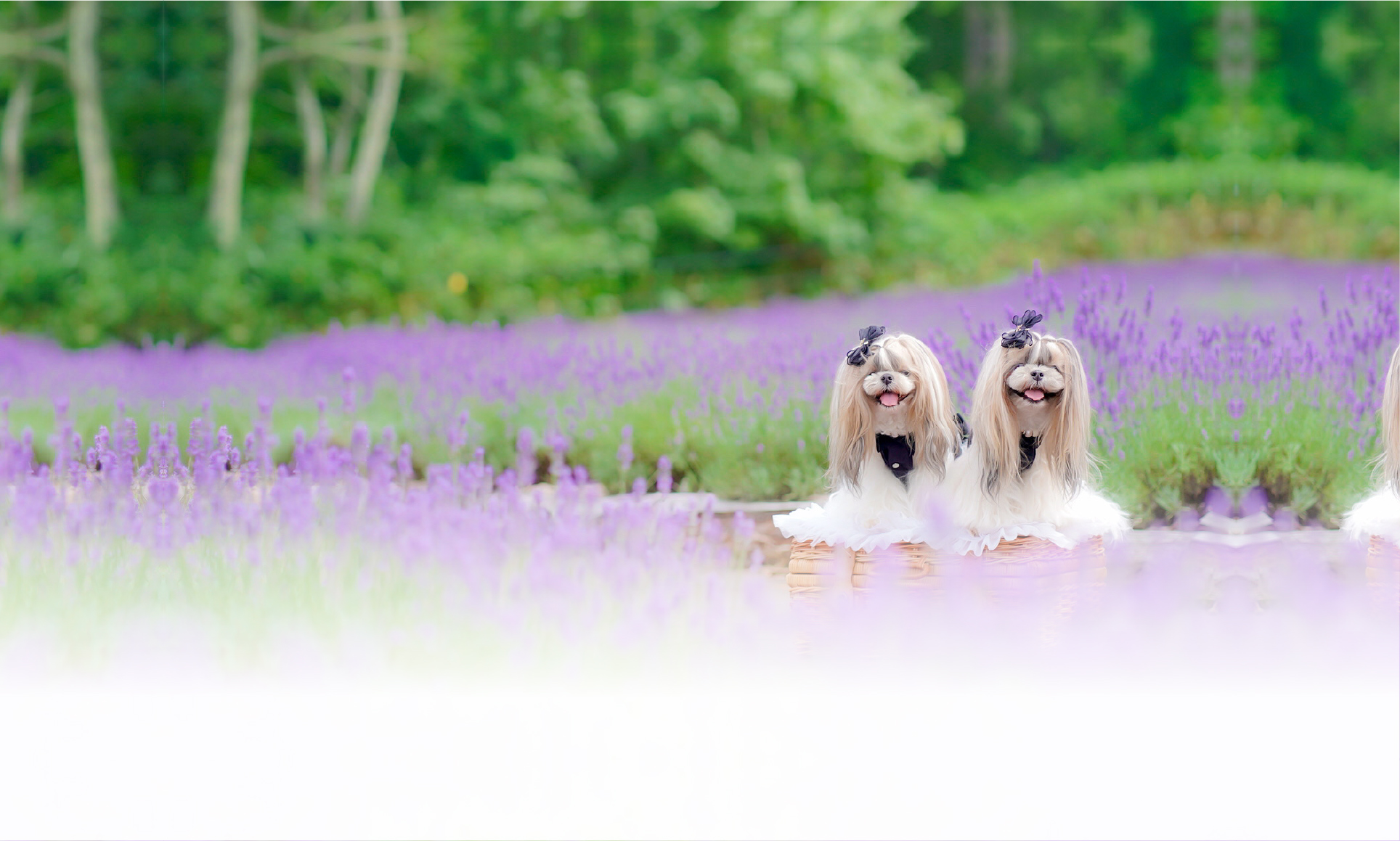 夏の愛犬との旅行 画像 3