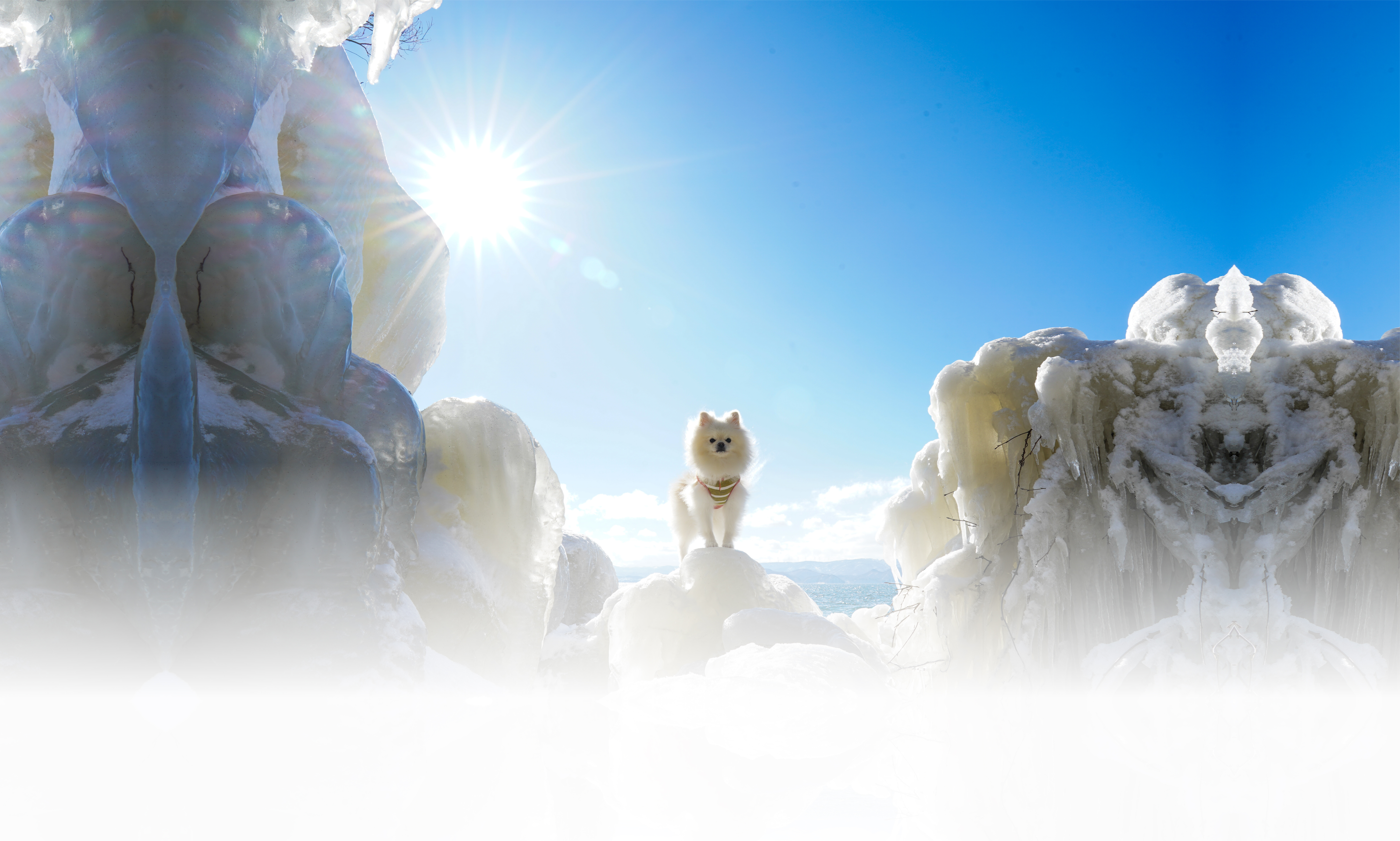 冬の愛犬との旅行 画像 3