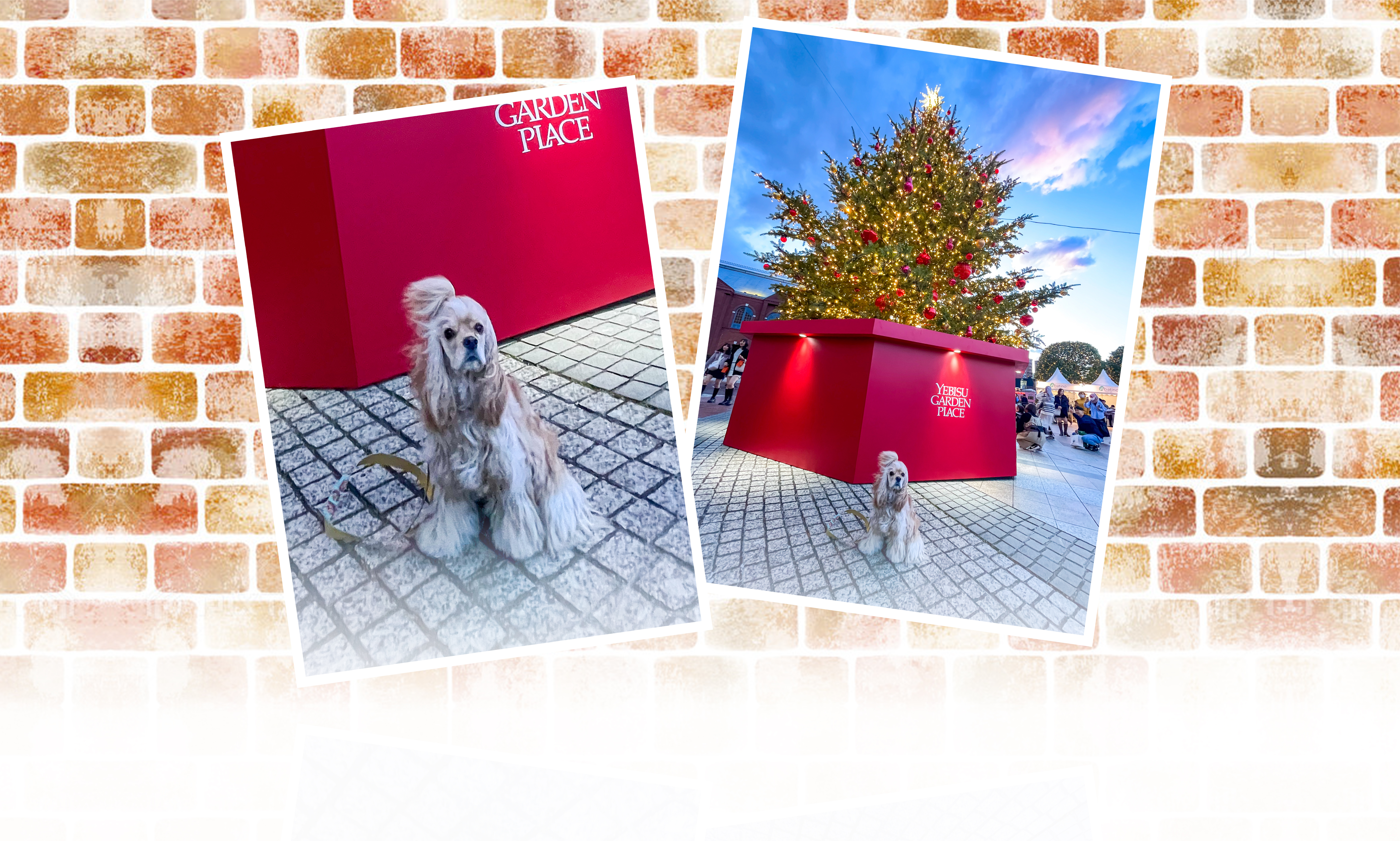 冬の愛犬との旅行 画像 3