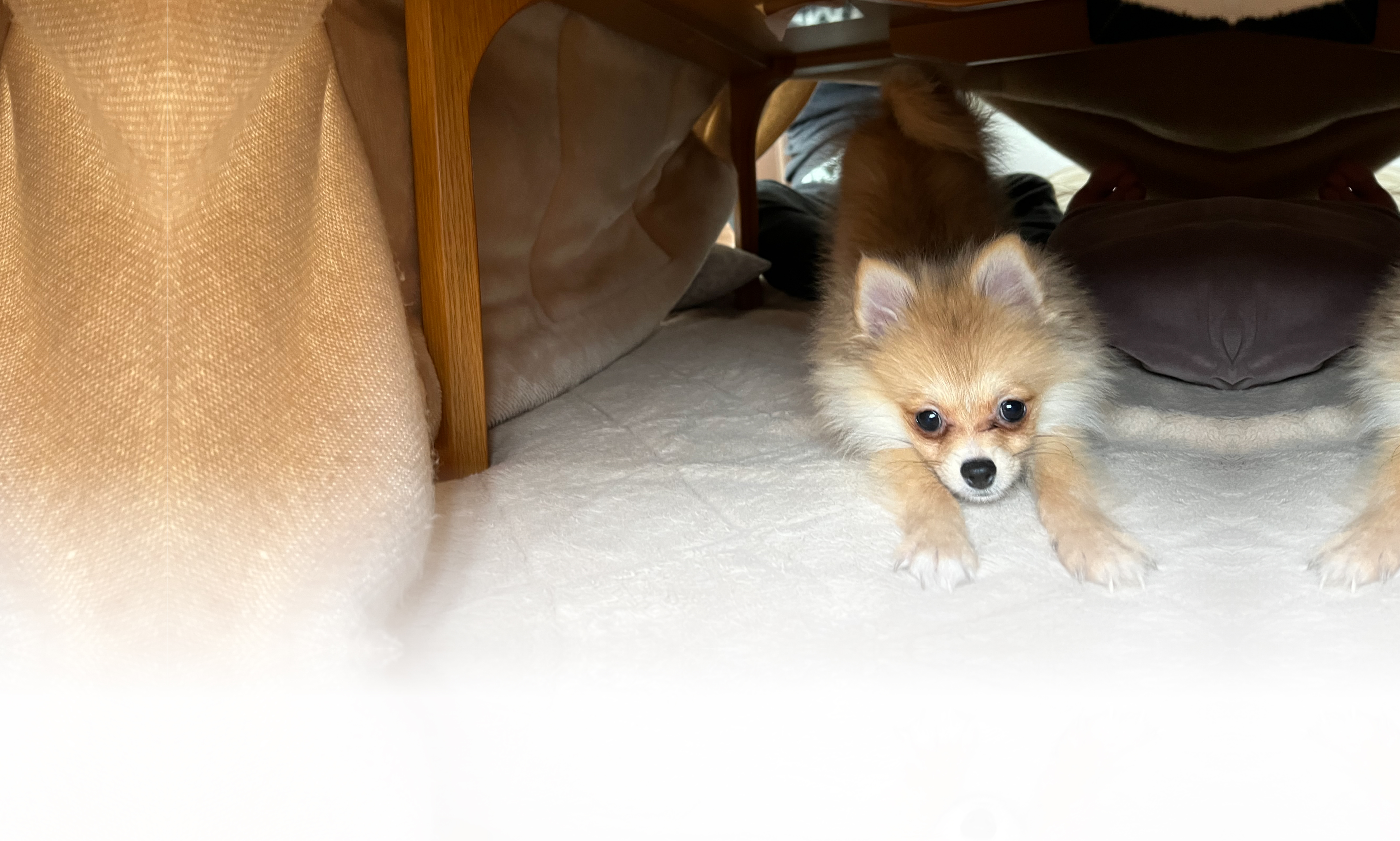 冬の愛犬との旅行 画像 3