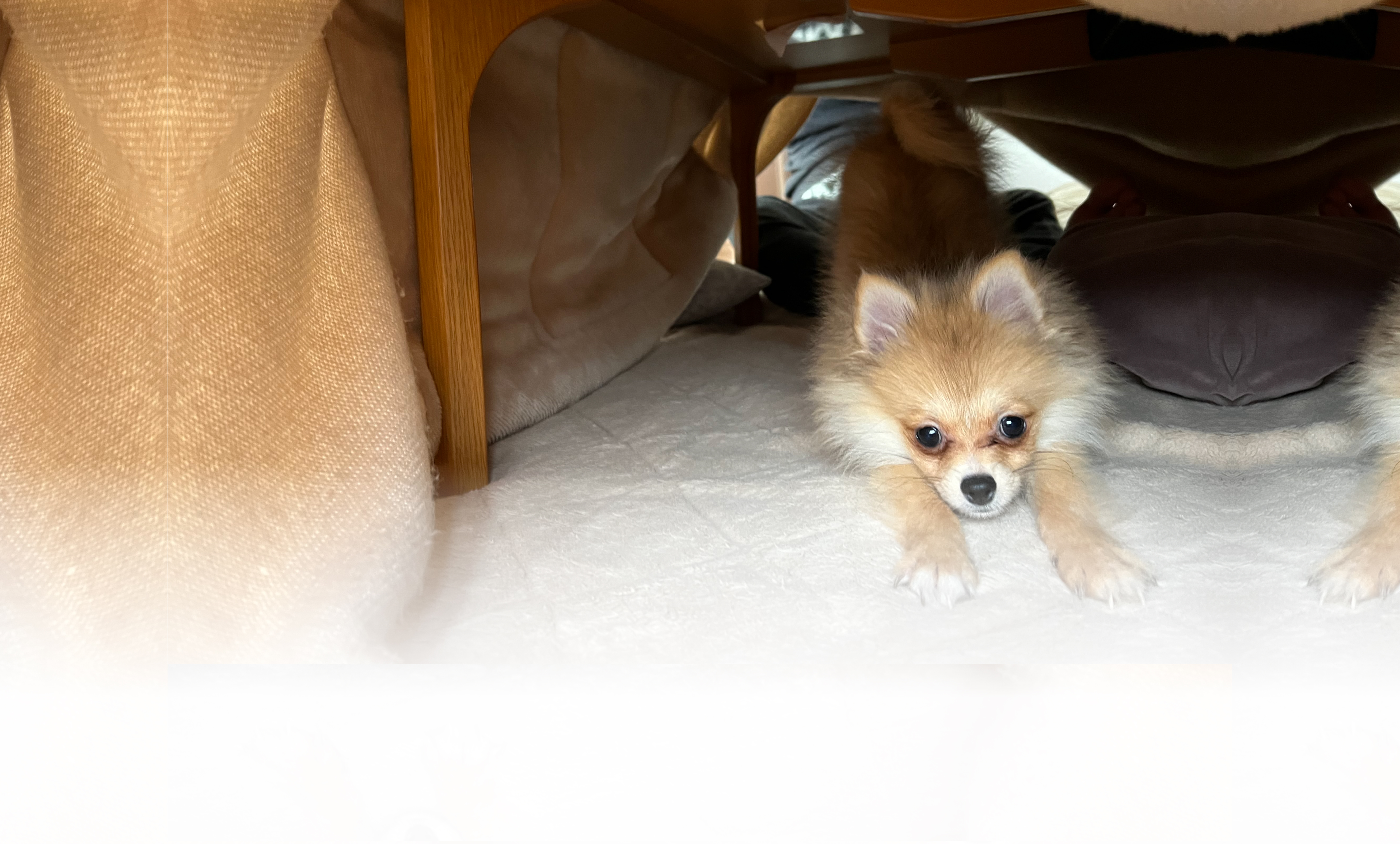 冬の愛犬との旅行 画像 3