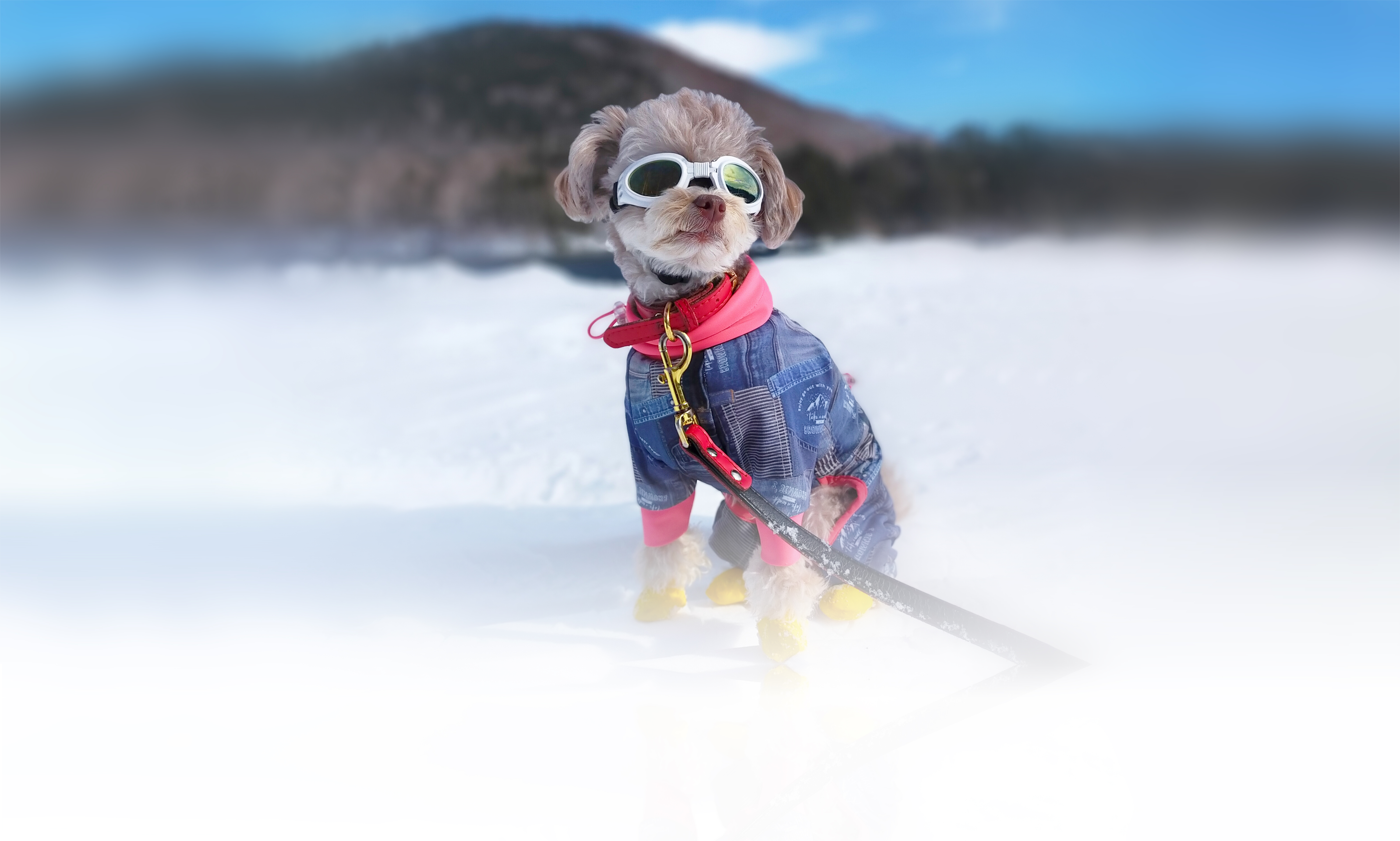 冬の愛犬との旅行 画像 3