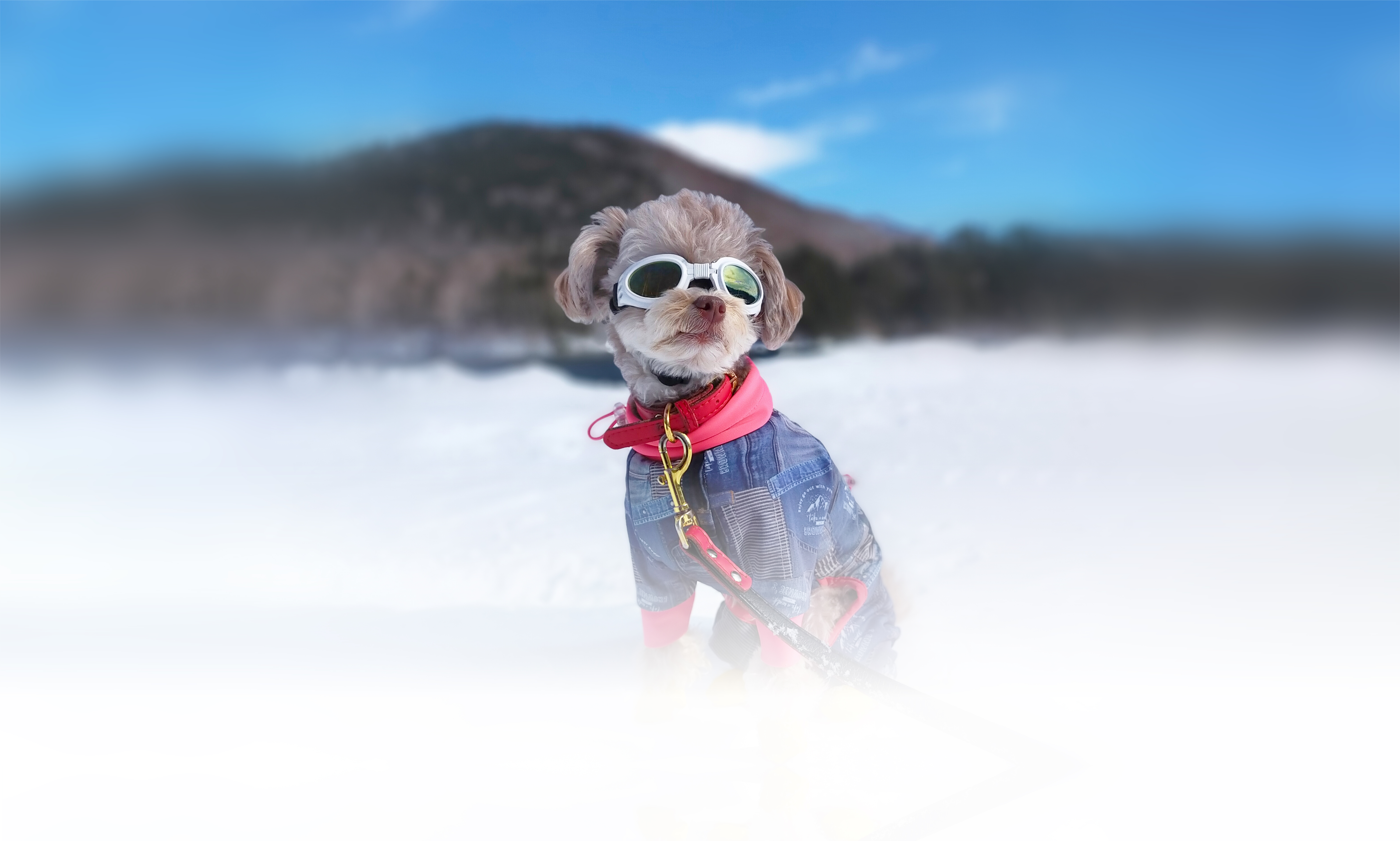 冬の愛犬との旅行 画像 3