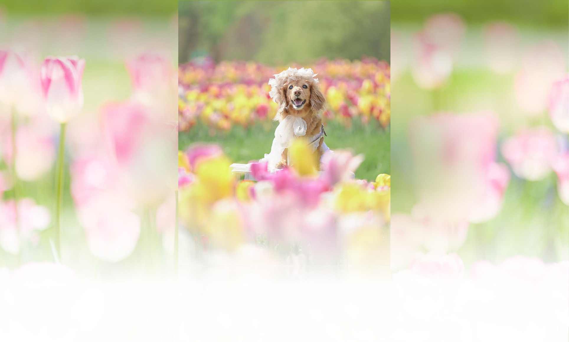 春の愛犬との旅行 画像 4