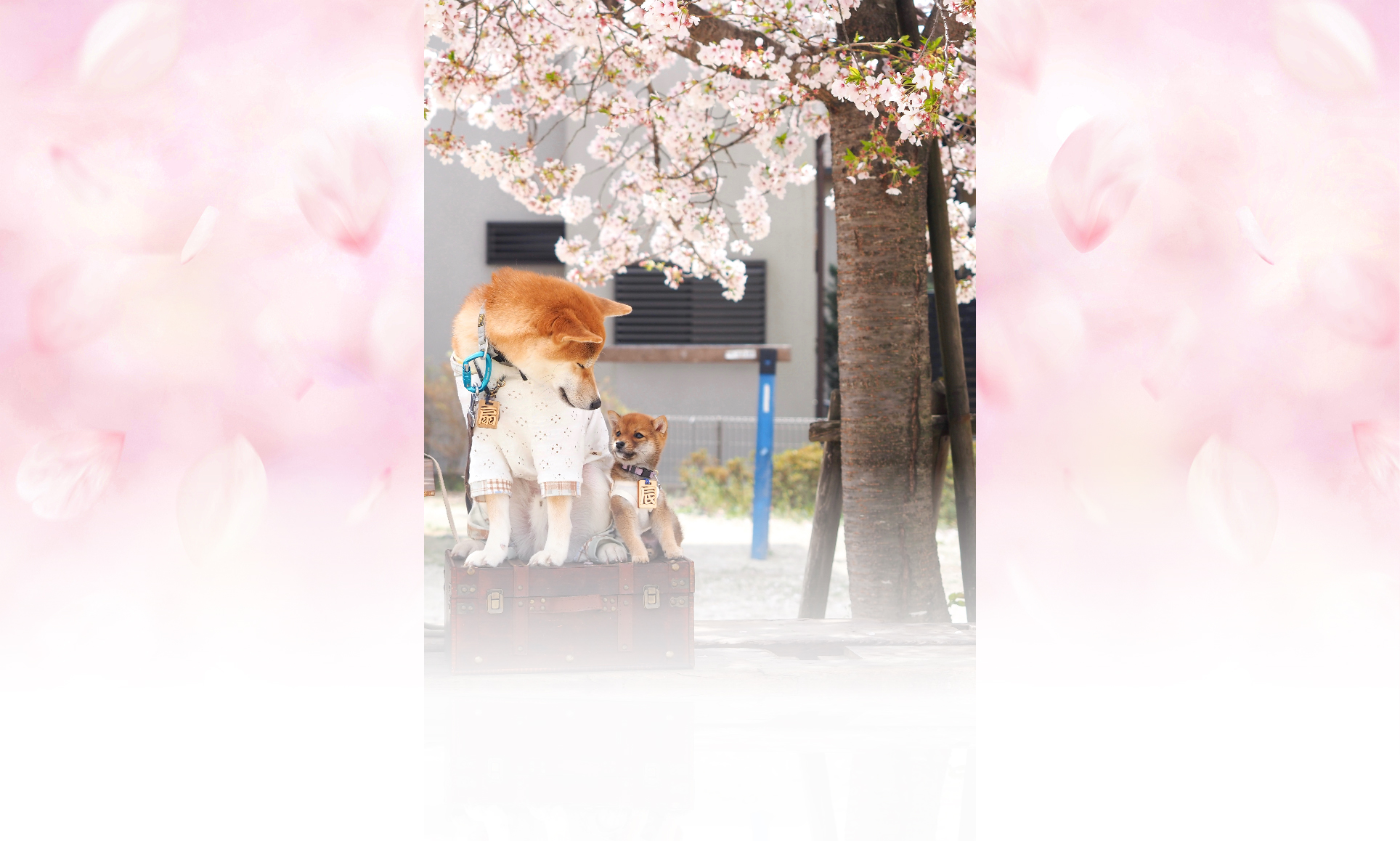 春の愛犬との旅行 画像 6