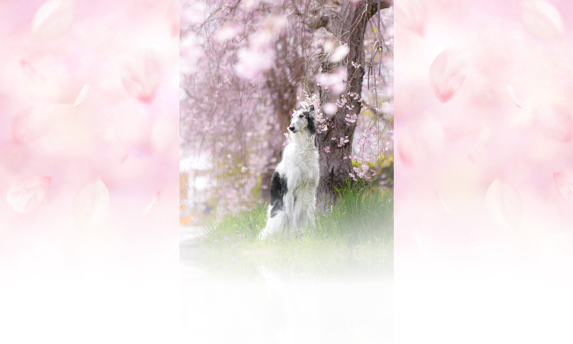 春の愛犬との旅行 画像 7