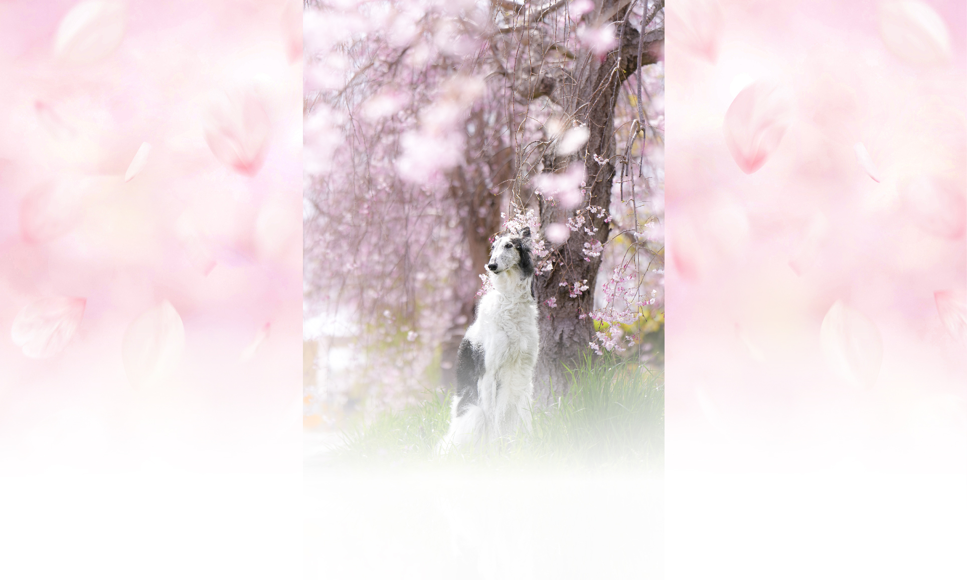 春の愛犬との旅行 画像 7