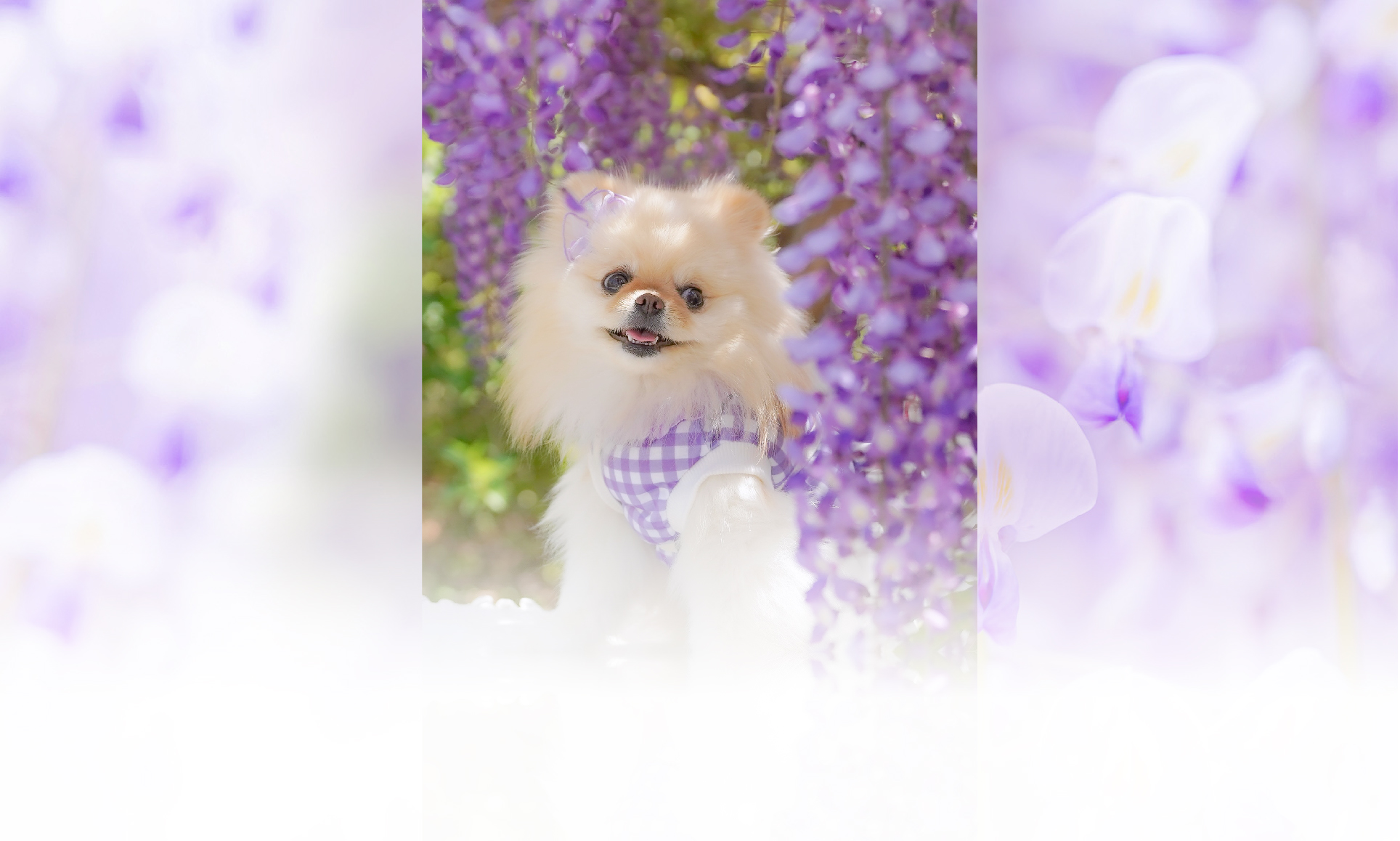 春の愛犬との旅行 画像 3