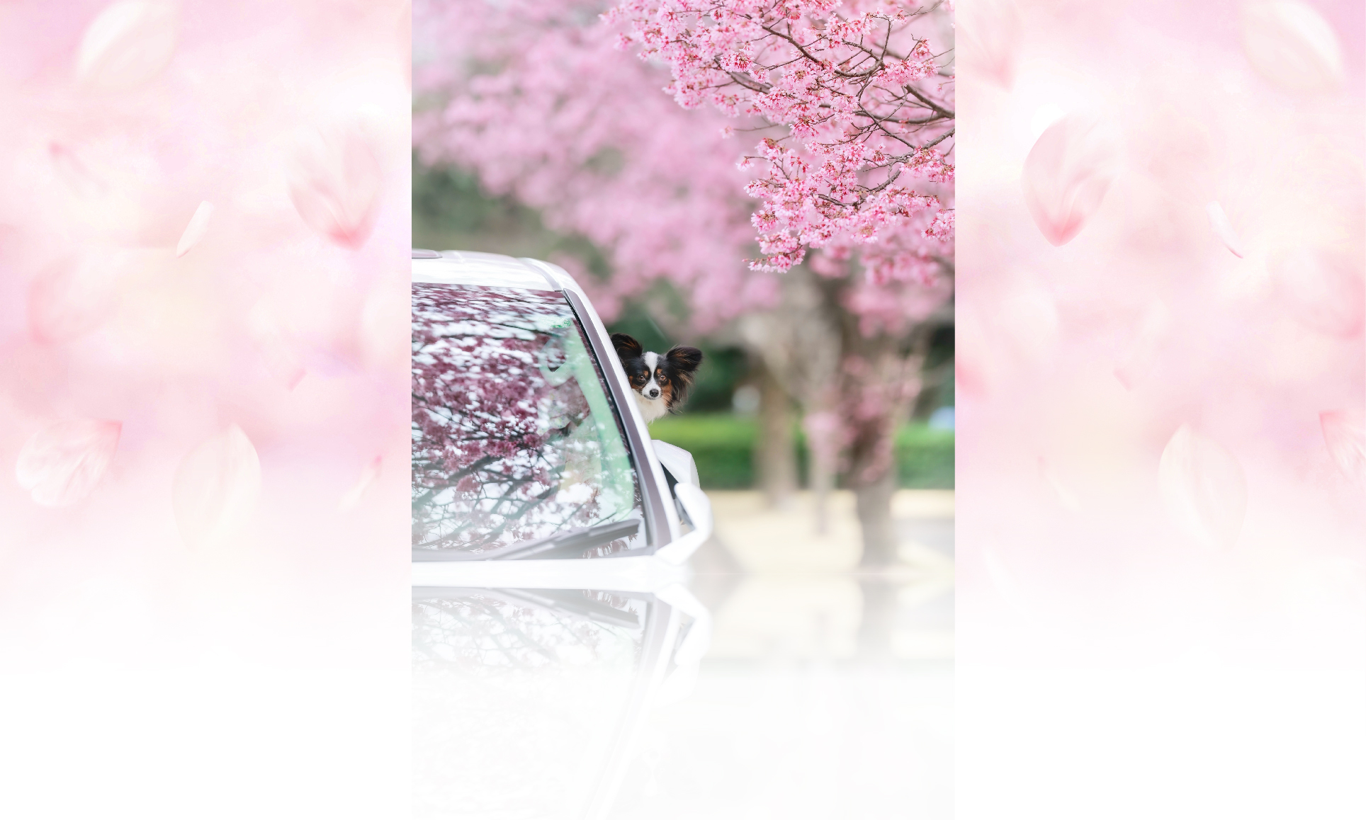 春の愛犬との旅行 画像 3