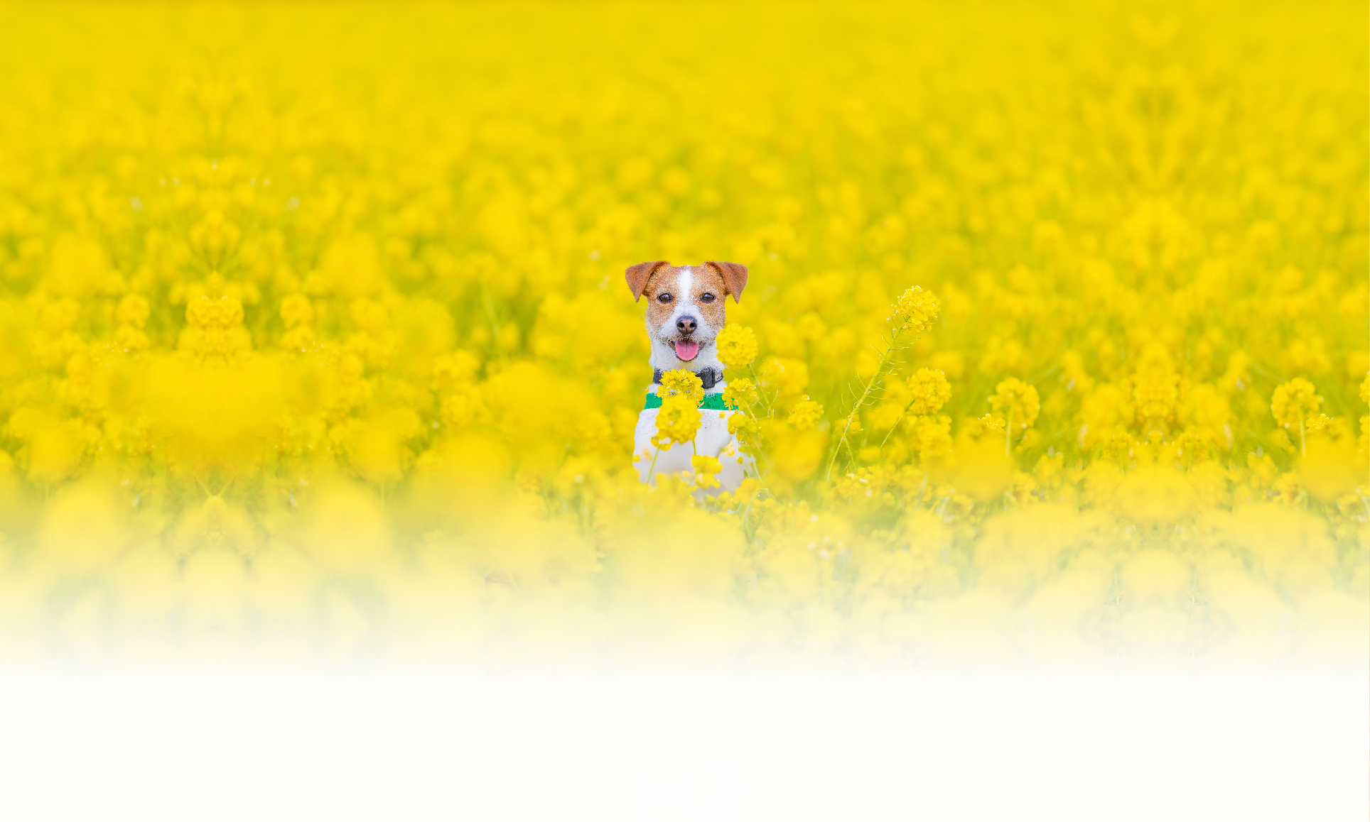 春の愛犬との旅行 画像 3