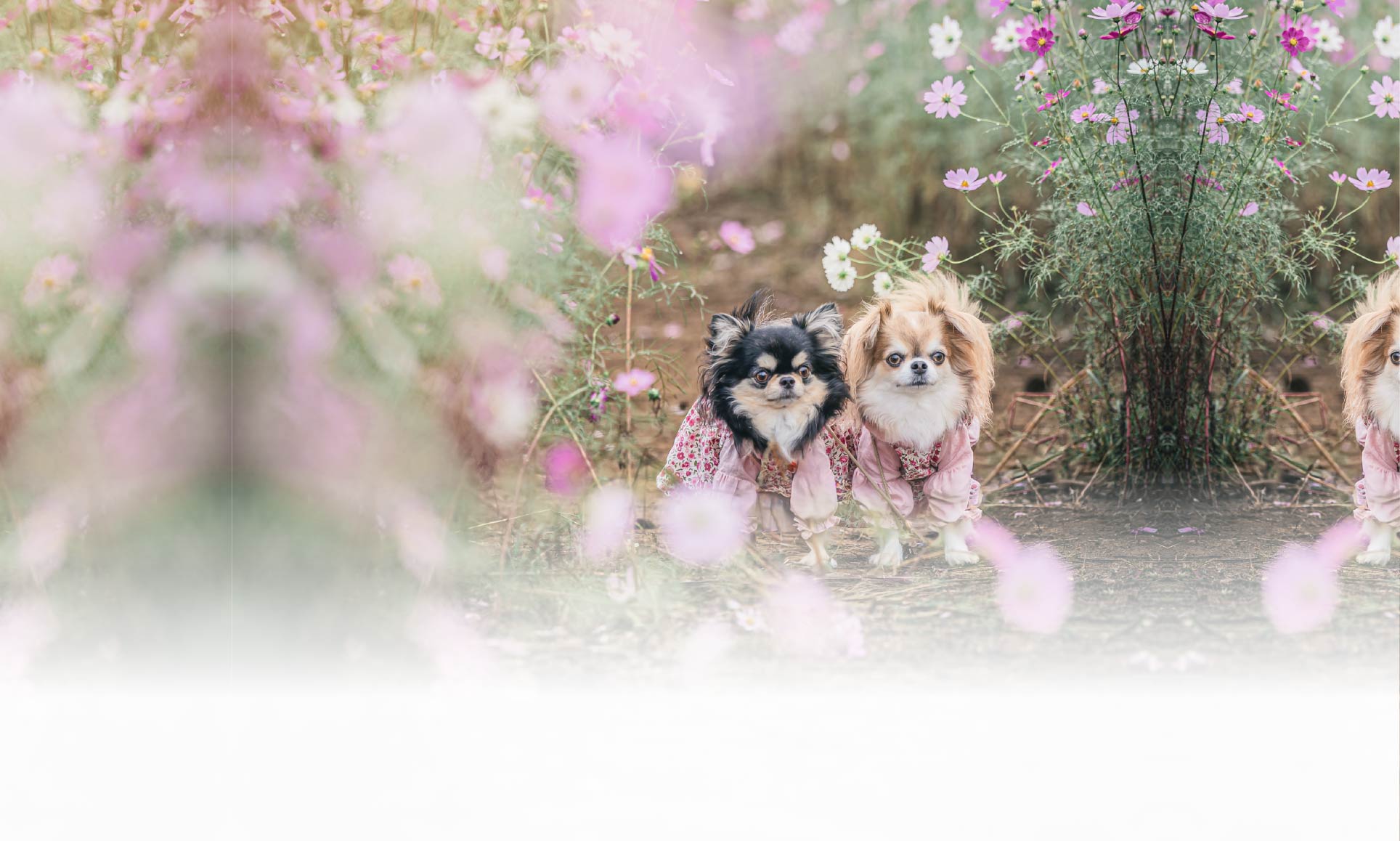 春の愛犬との旅行 画像 32