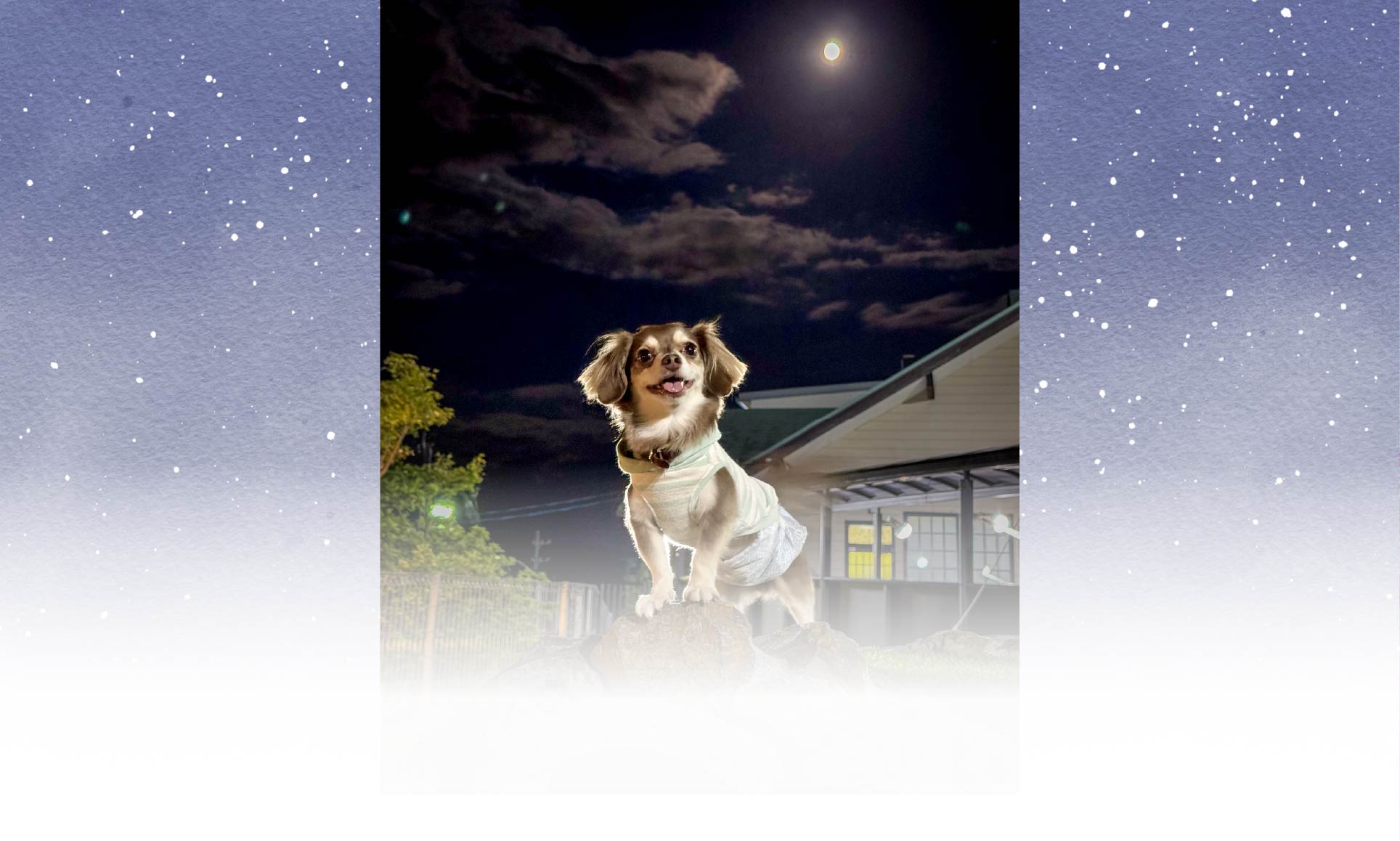 春の愛犬との旅行 画像 3