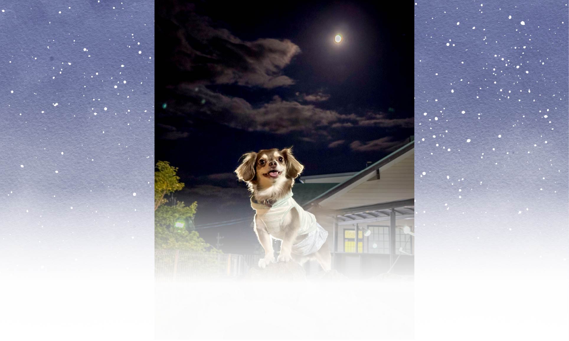 春の愛犬との旅行 画像 3