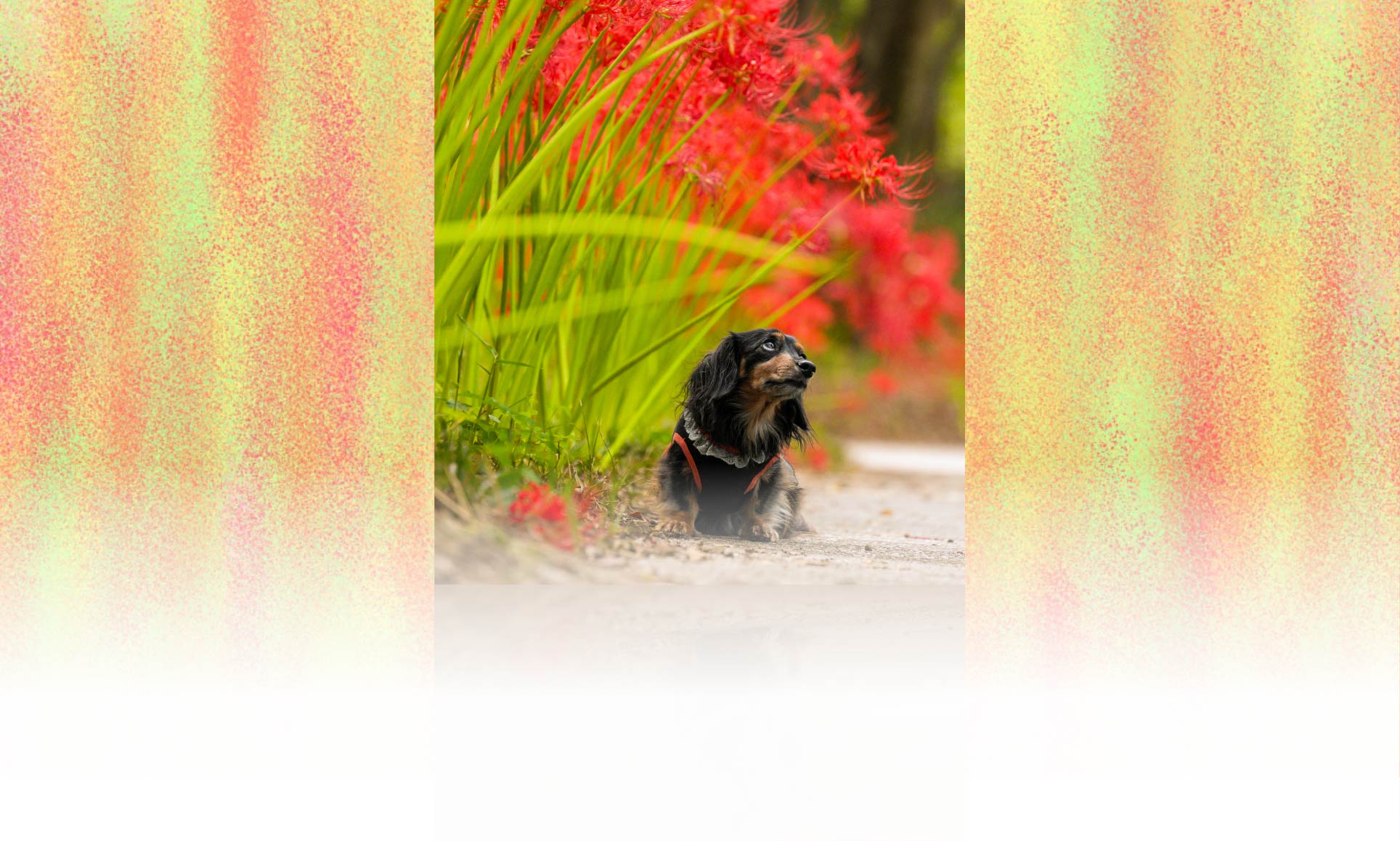 春の愛犬との旅行 画像 4