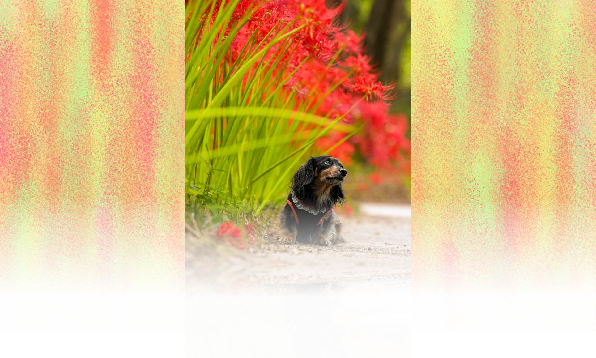 春の愛犬との旅行 画像 4