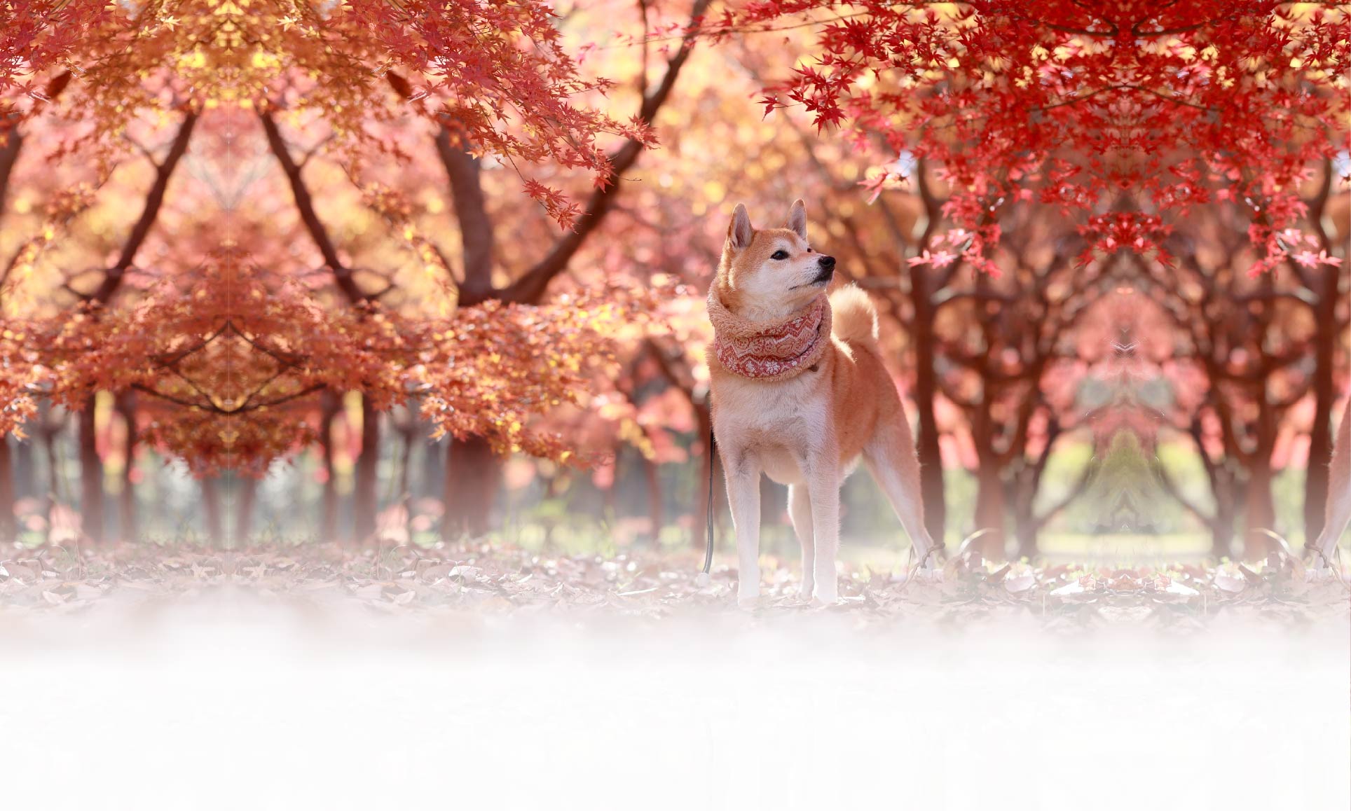 春の愛犬との旅行 画像 3