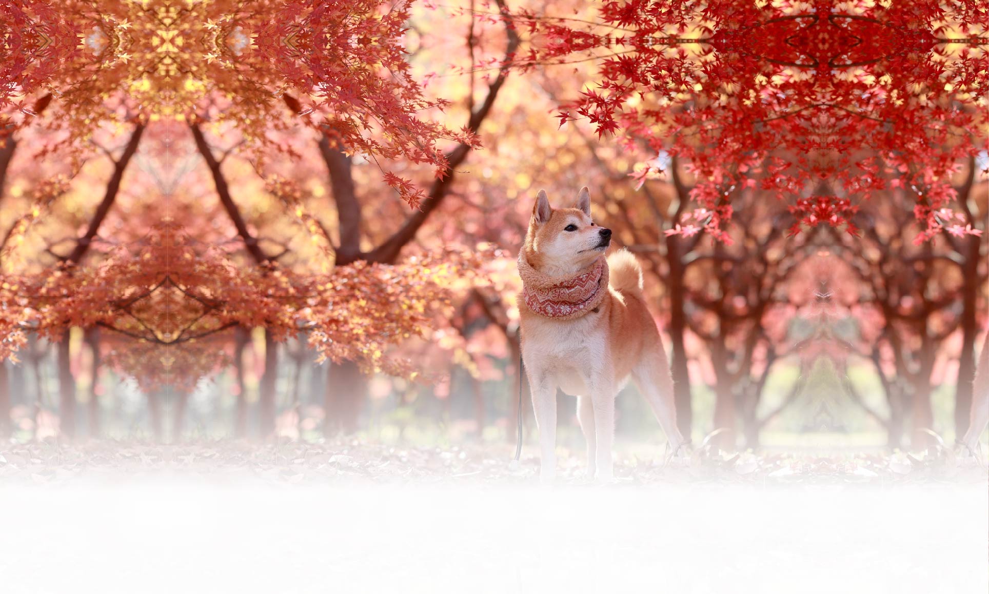 春の愛犬との旅行 画像 3