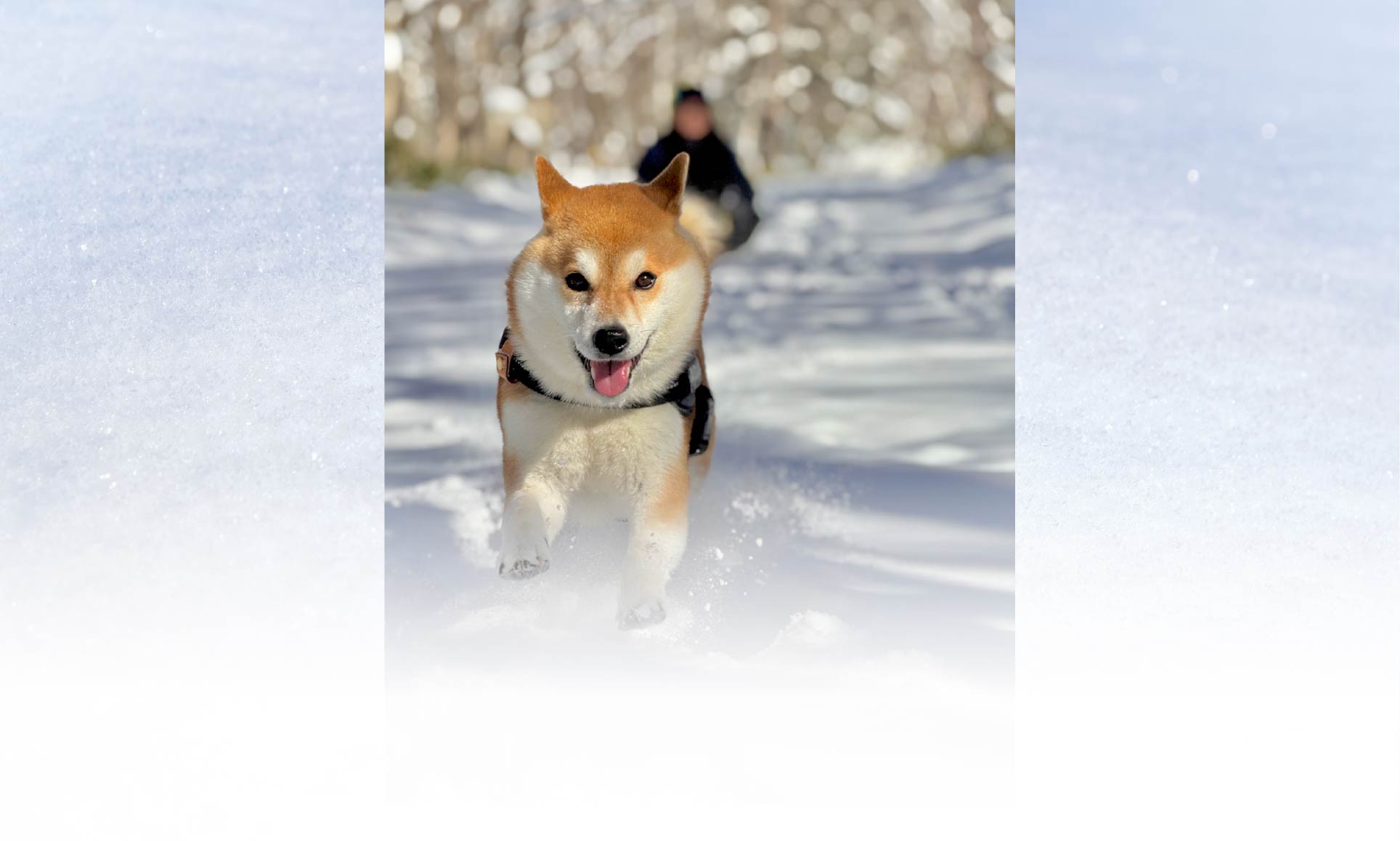 春の愛犬との旅行 画像 2