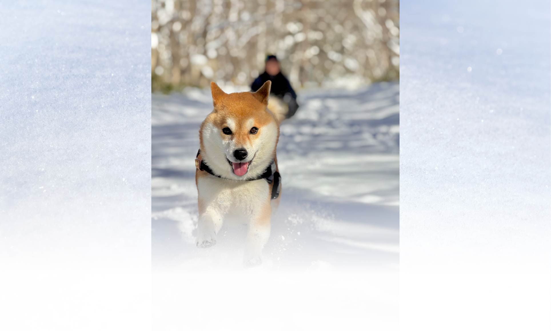 春の愛犬との旅行 画像 32