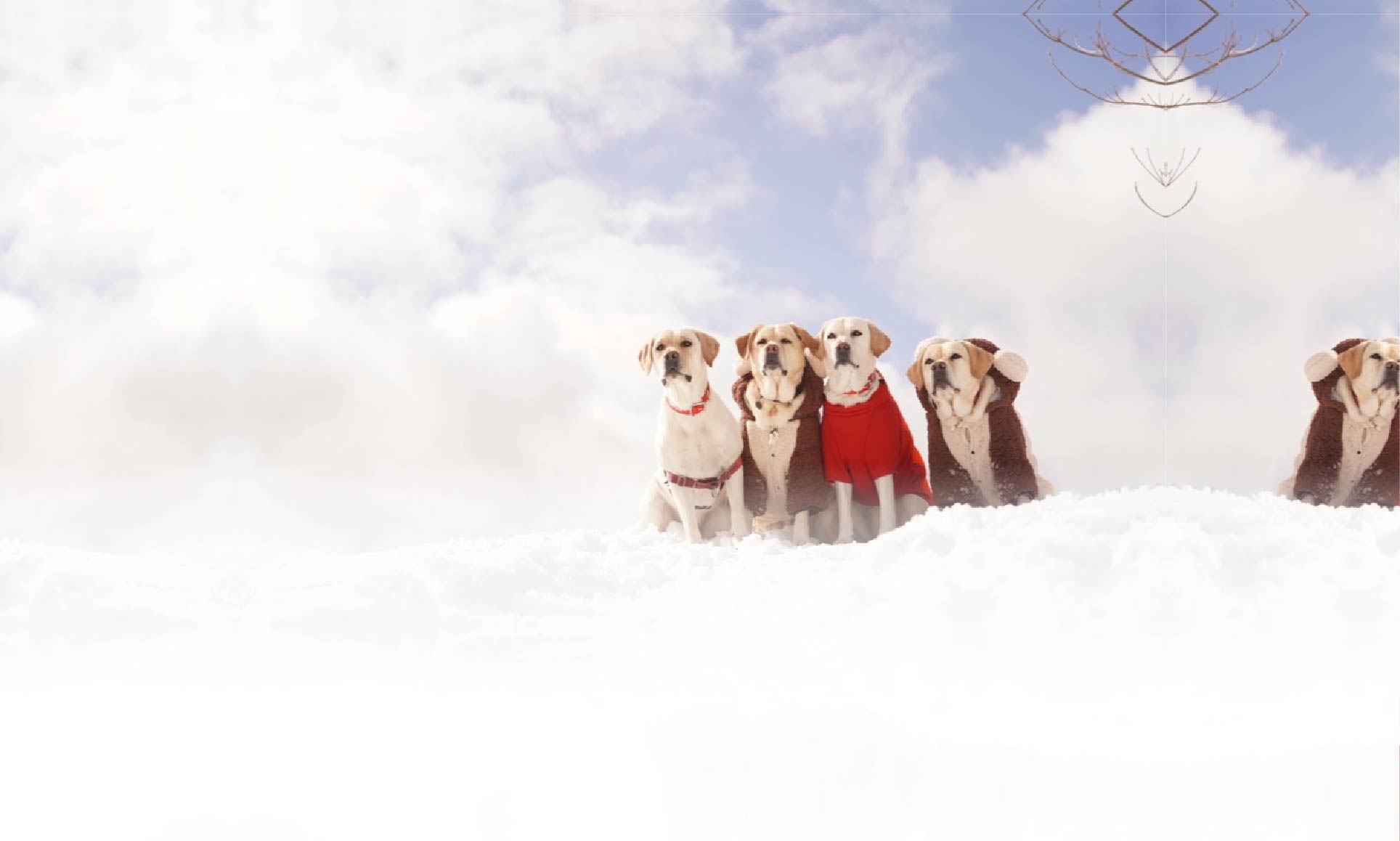 春の愛犬との旅行 画像 3