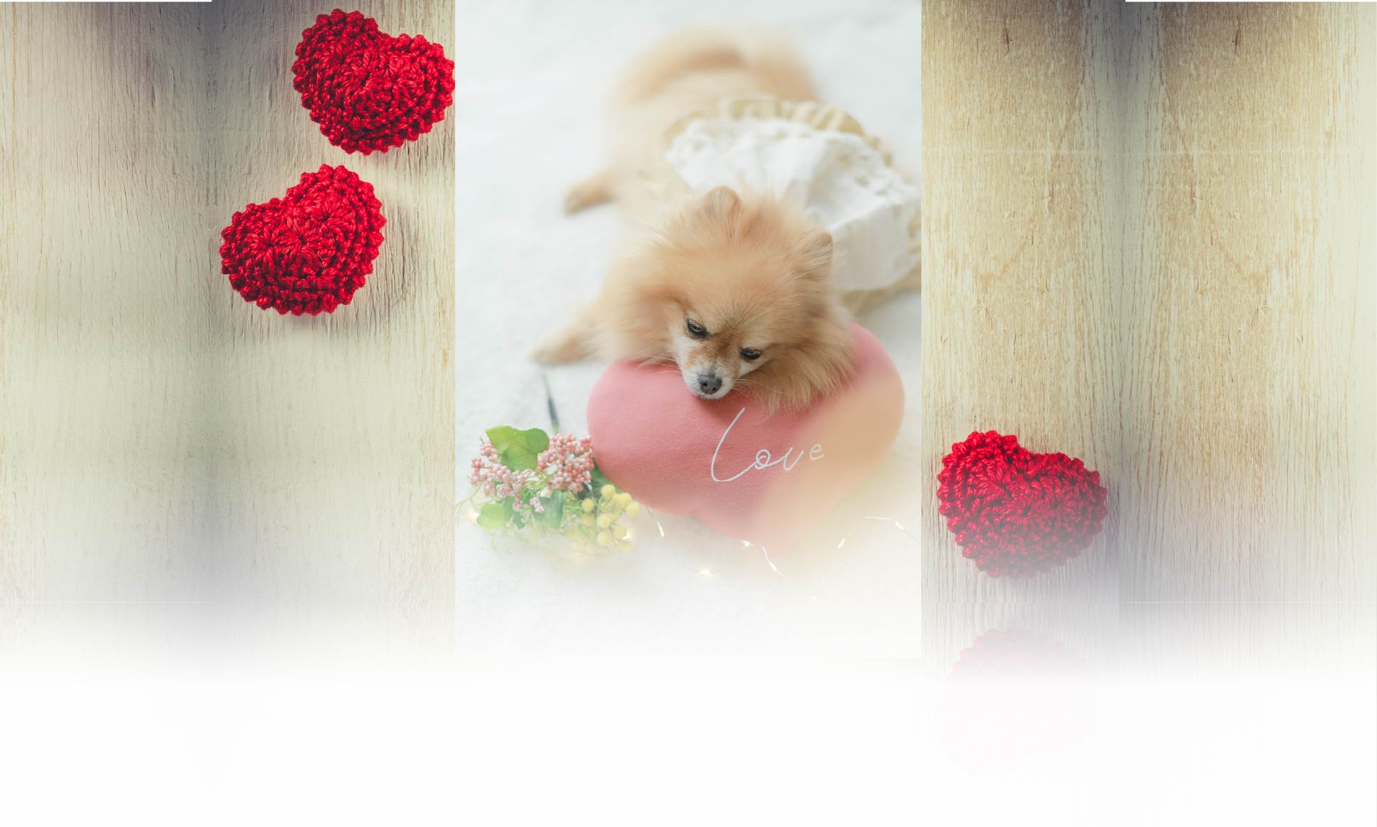 春の愛犬との旅行 画像 4