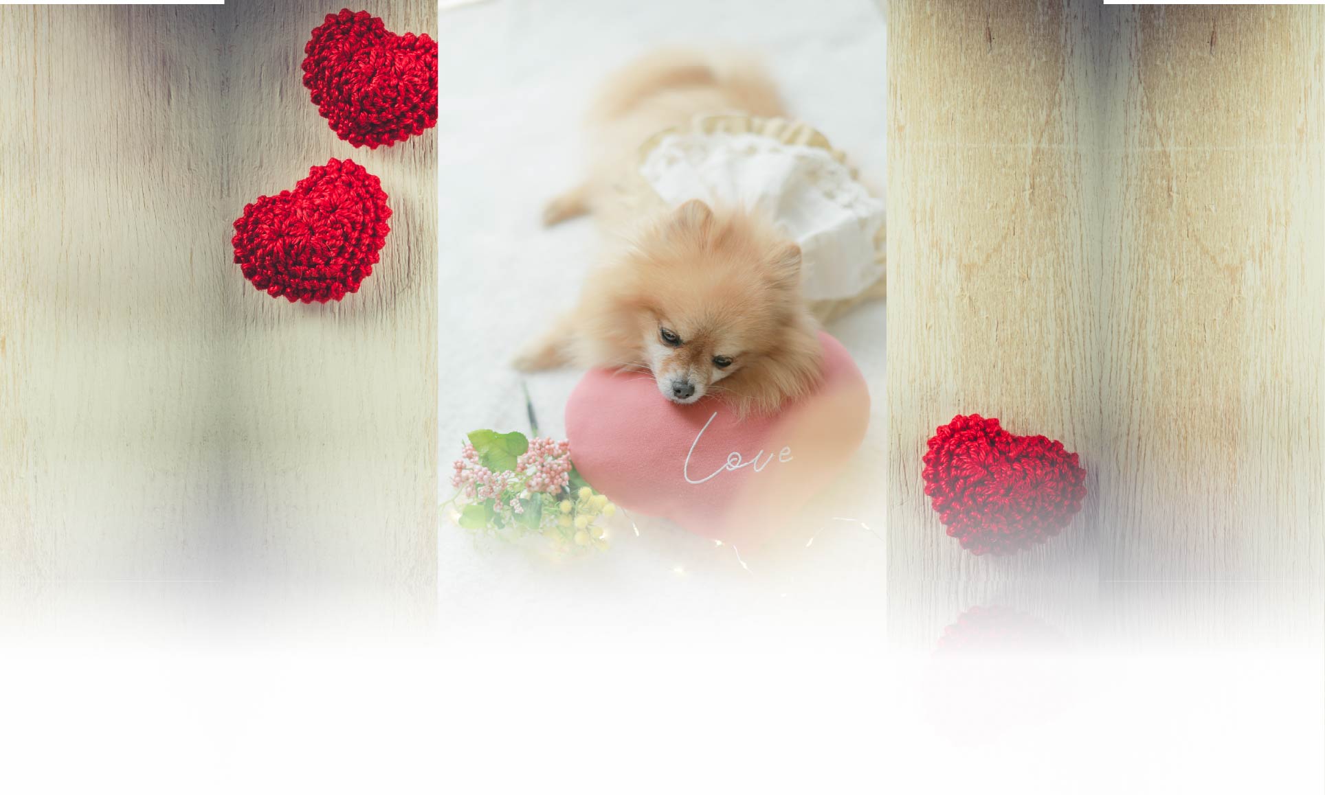 春の愛犬との旅行 画像 4