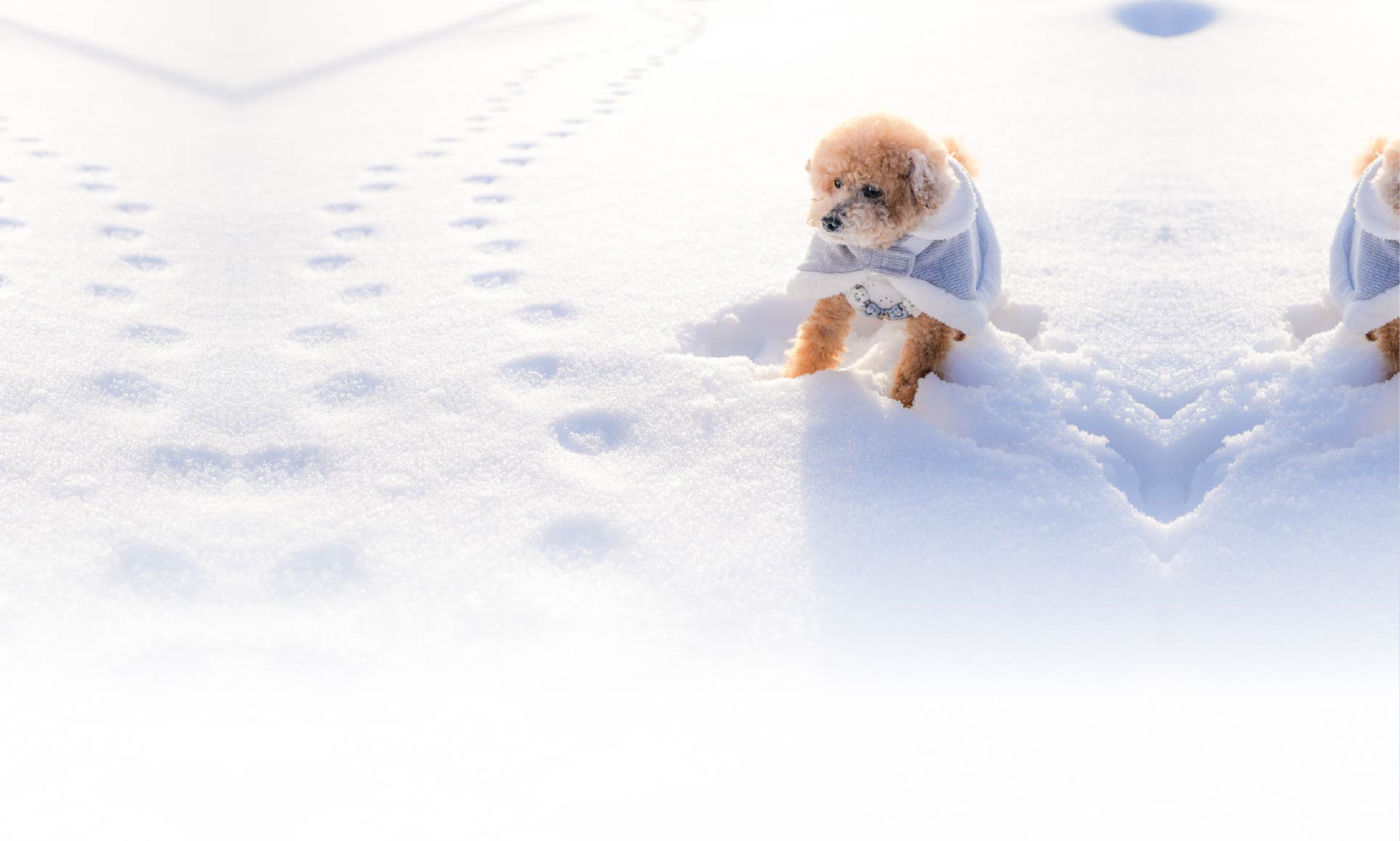 春の愛犬との旅行 画像 5