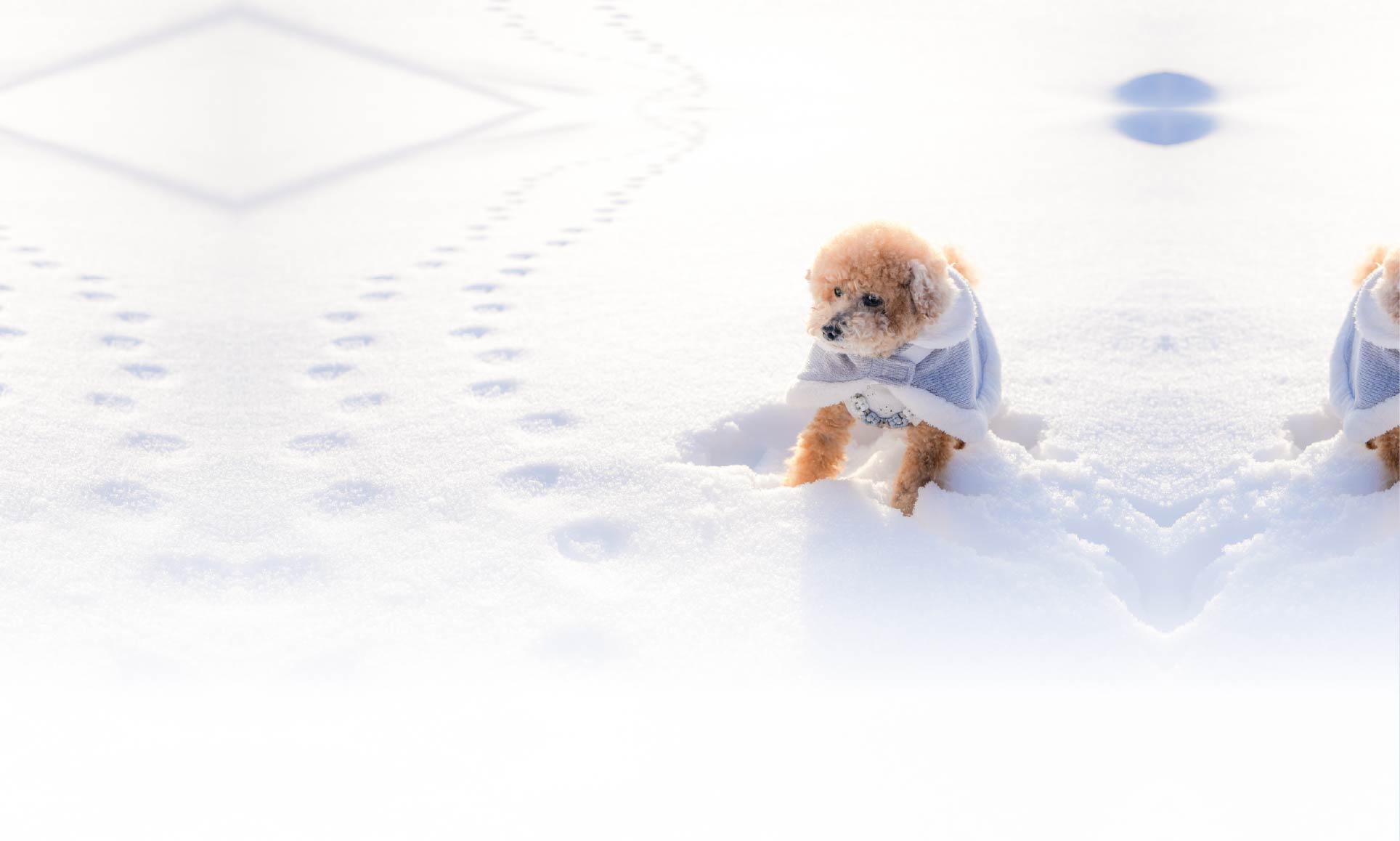 春の愛犬との旅行 画像 5