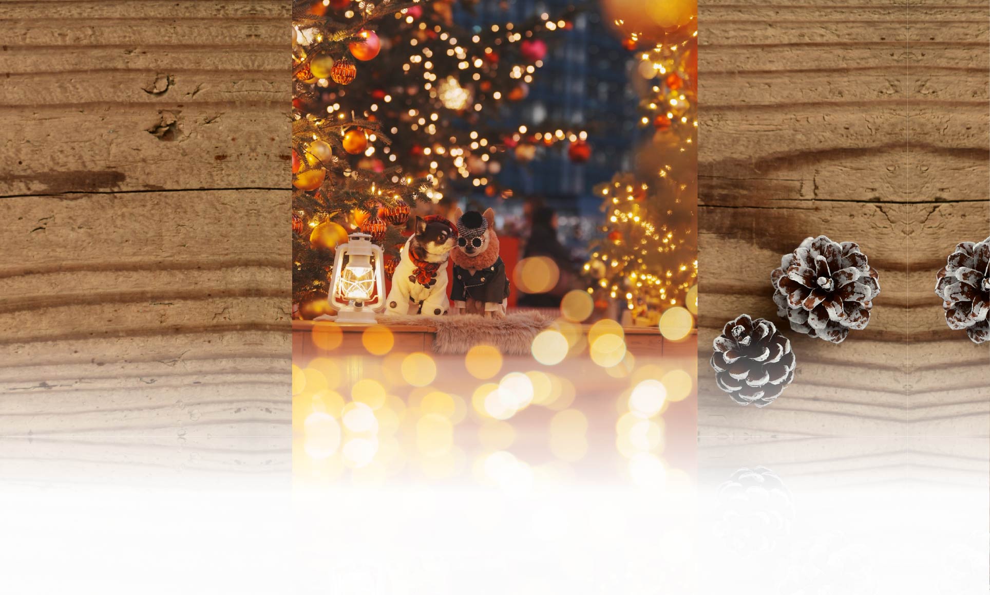 春の愛犬との旅行 画像 6