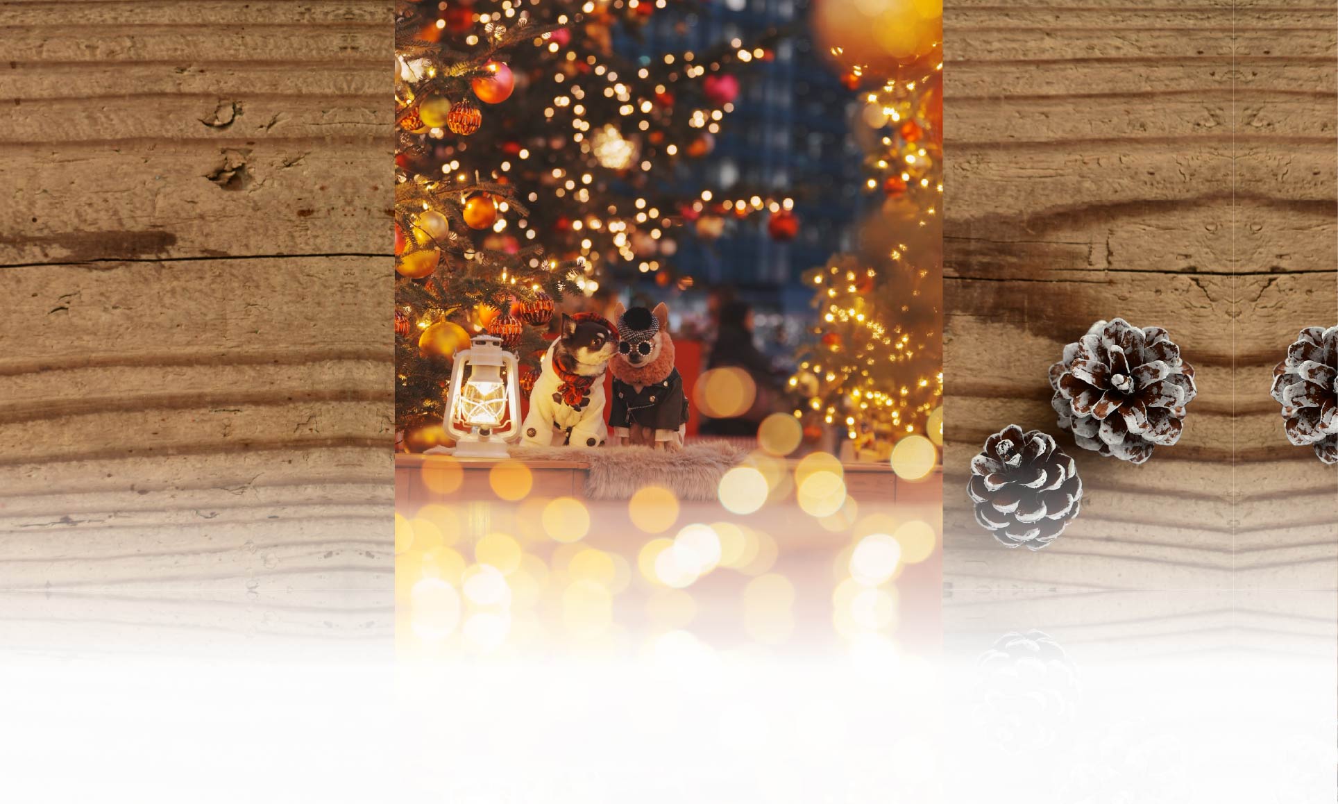 春の愛犬との旅行 画像 6