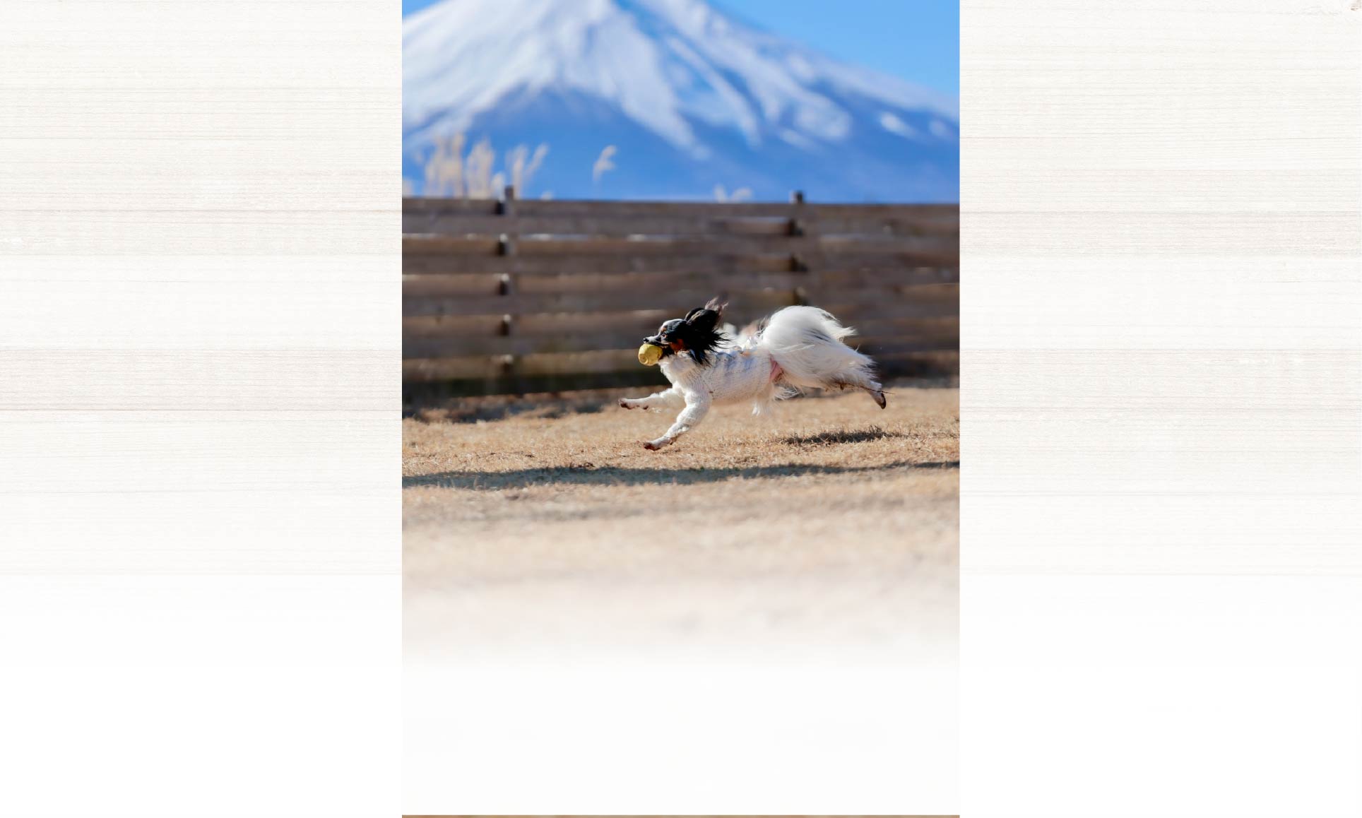 春の愛犬との旅行 画像 3