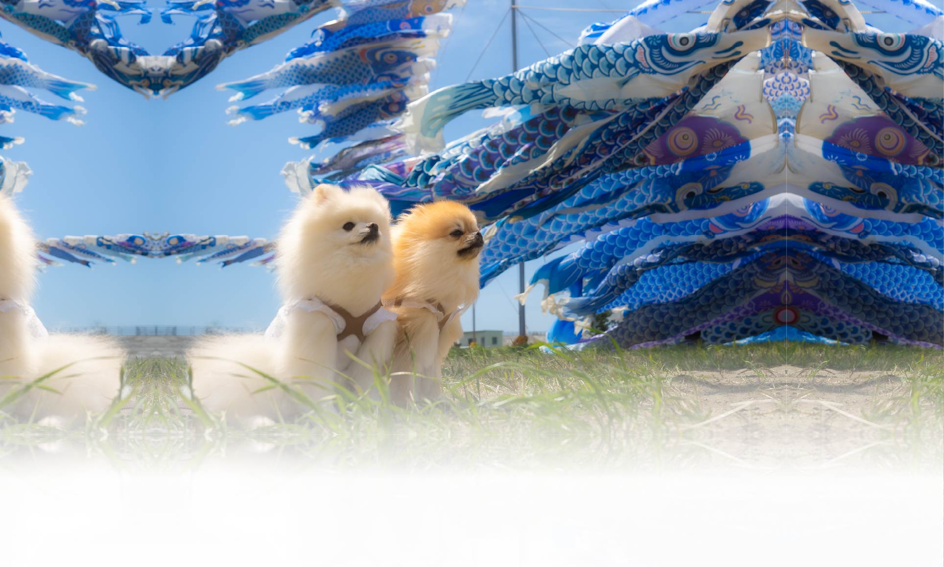 春の愛犬との旅行 画像 1