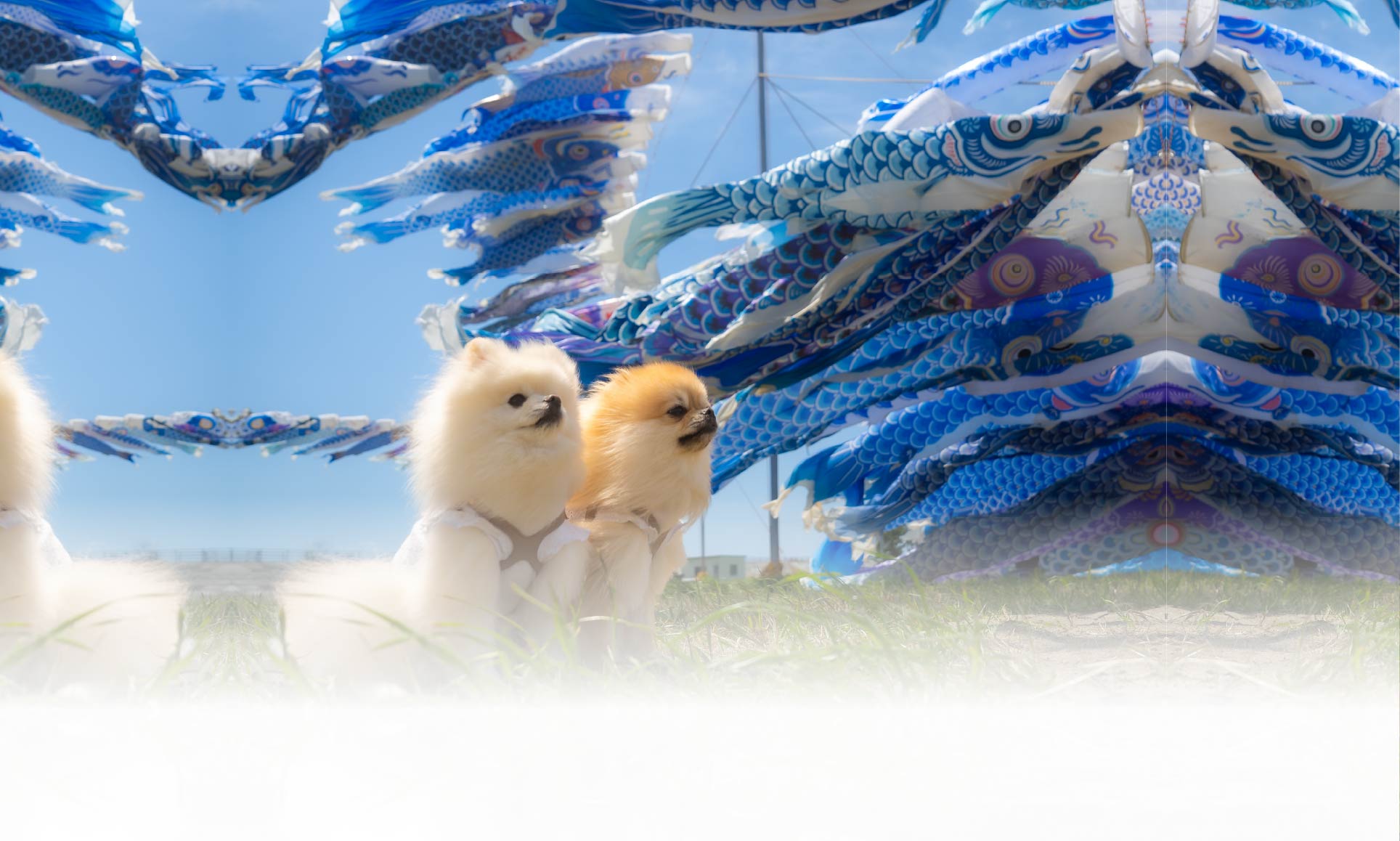 春の愛犬との旅行 画像 1