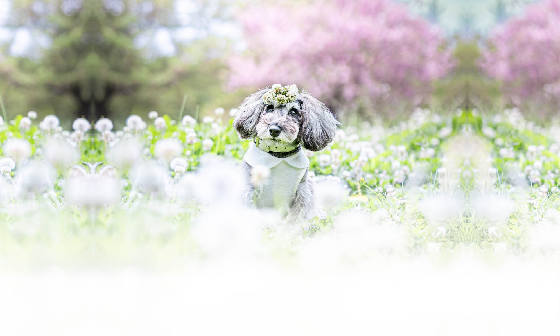 春の愛犬との旅行 画像 2