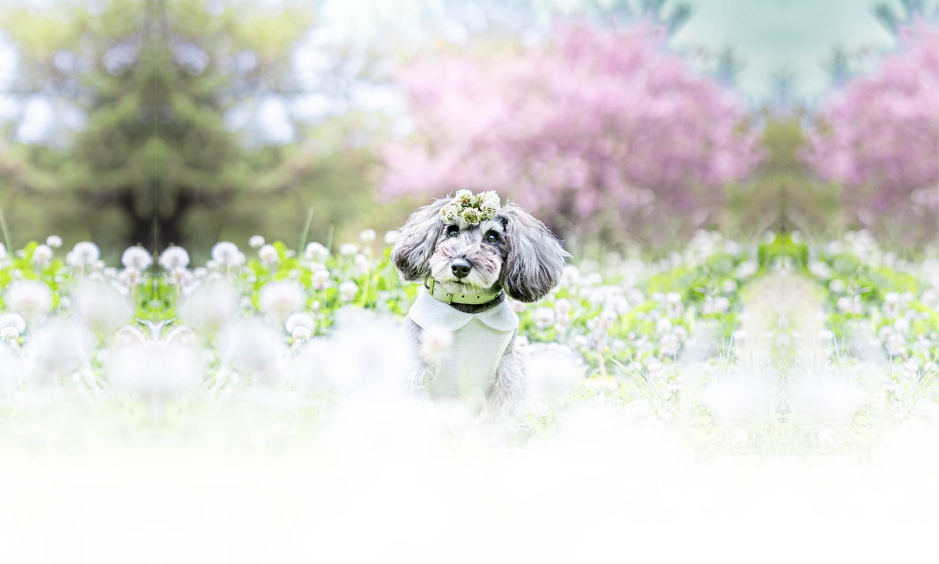 春の愛犬との旅行 画像 32