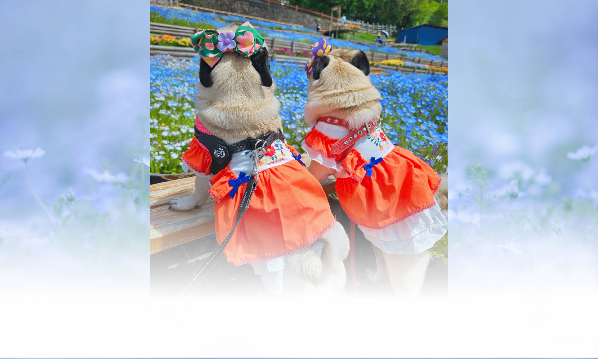 春の愛犬との旅行 画像 4