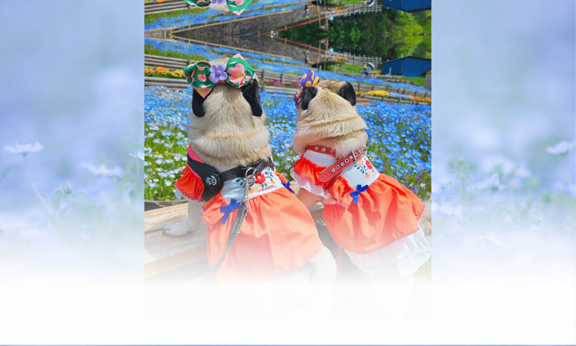 春の愛犬との旅行 画像 4