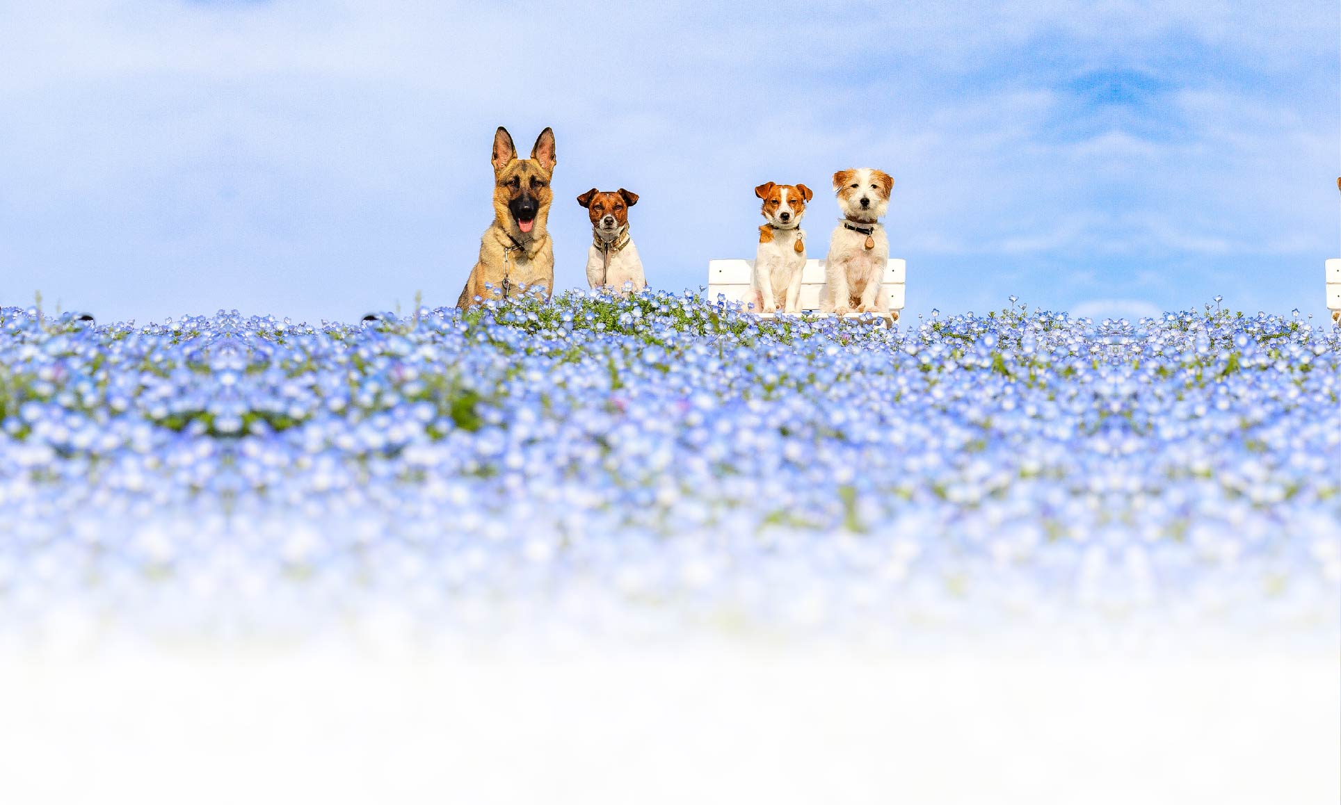 春の愛犬との旅行 画像 6