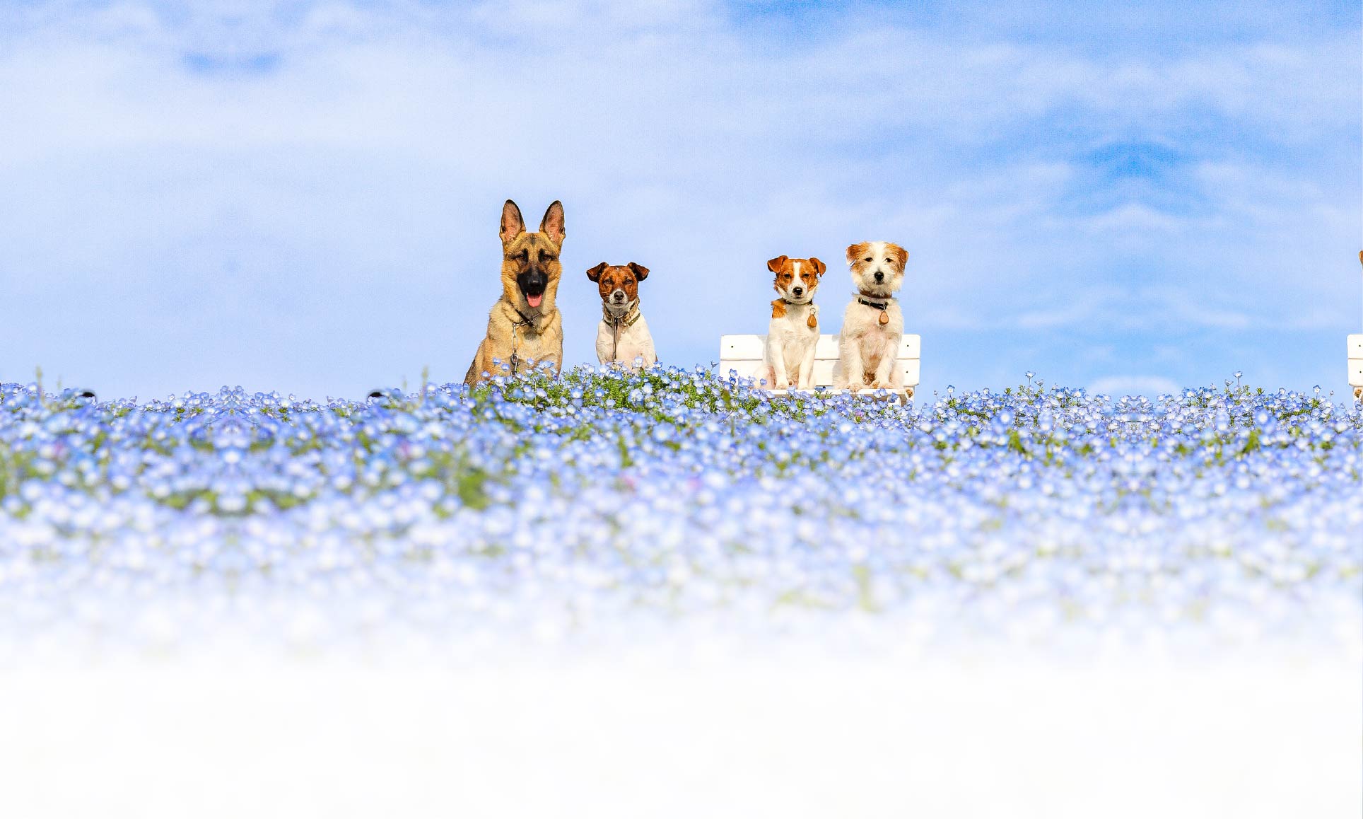 春の愛犬との旅行 画像 6