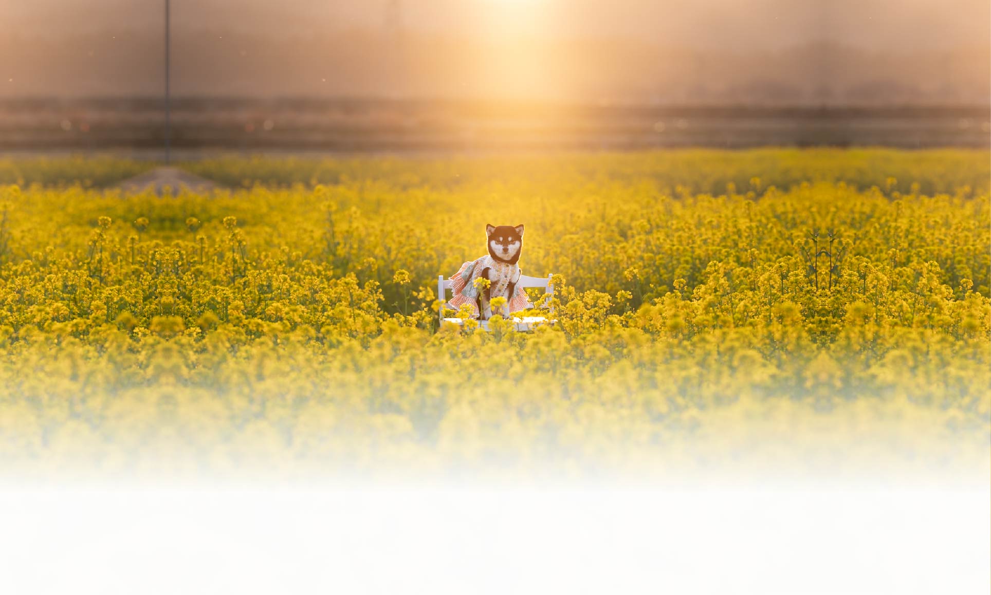 春の愛犬との旅行 画像 7