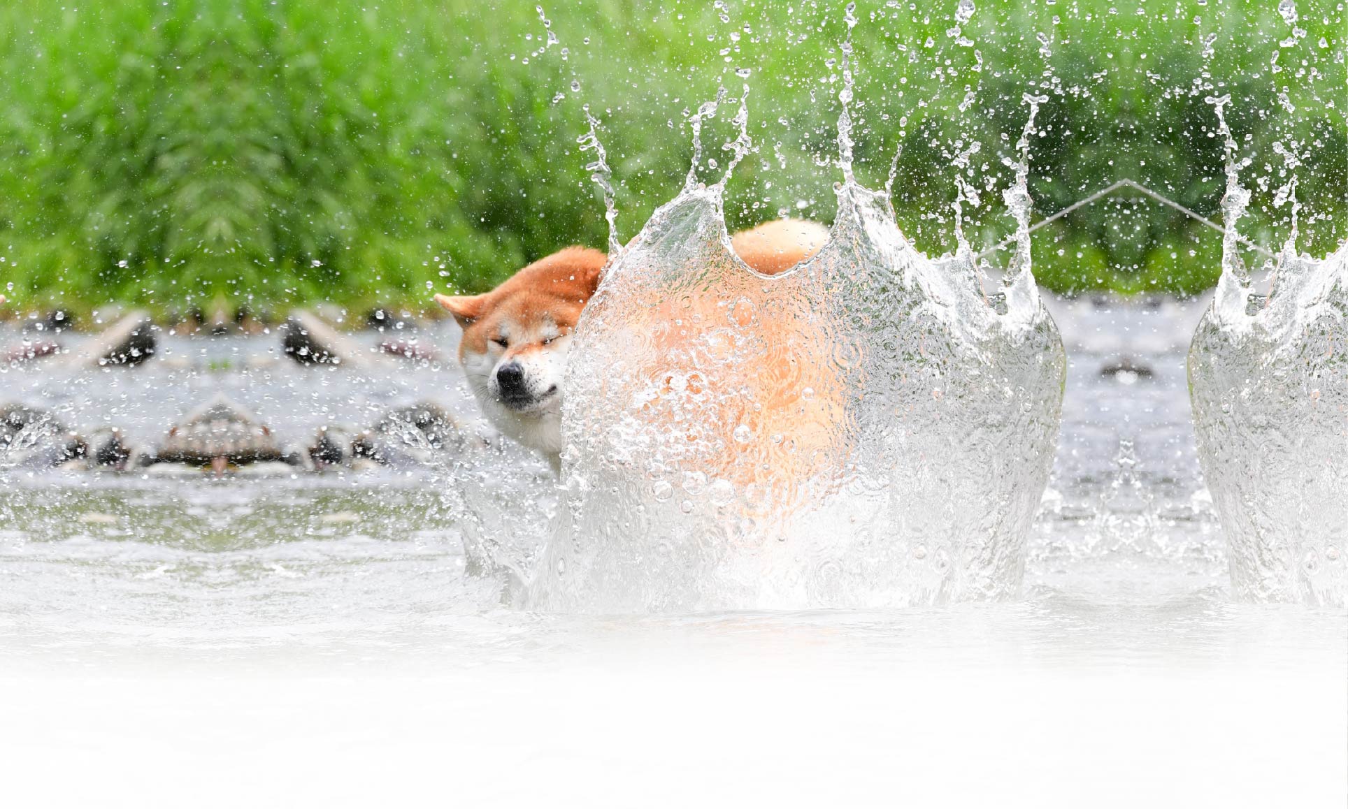 夏の愛犬との旅行 画像 1
