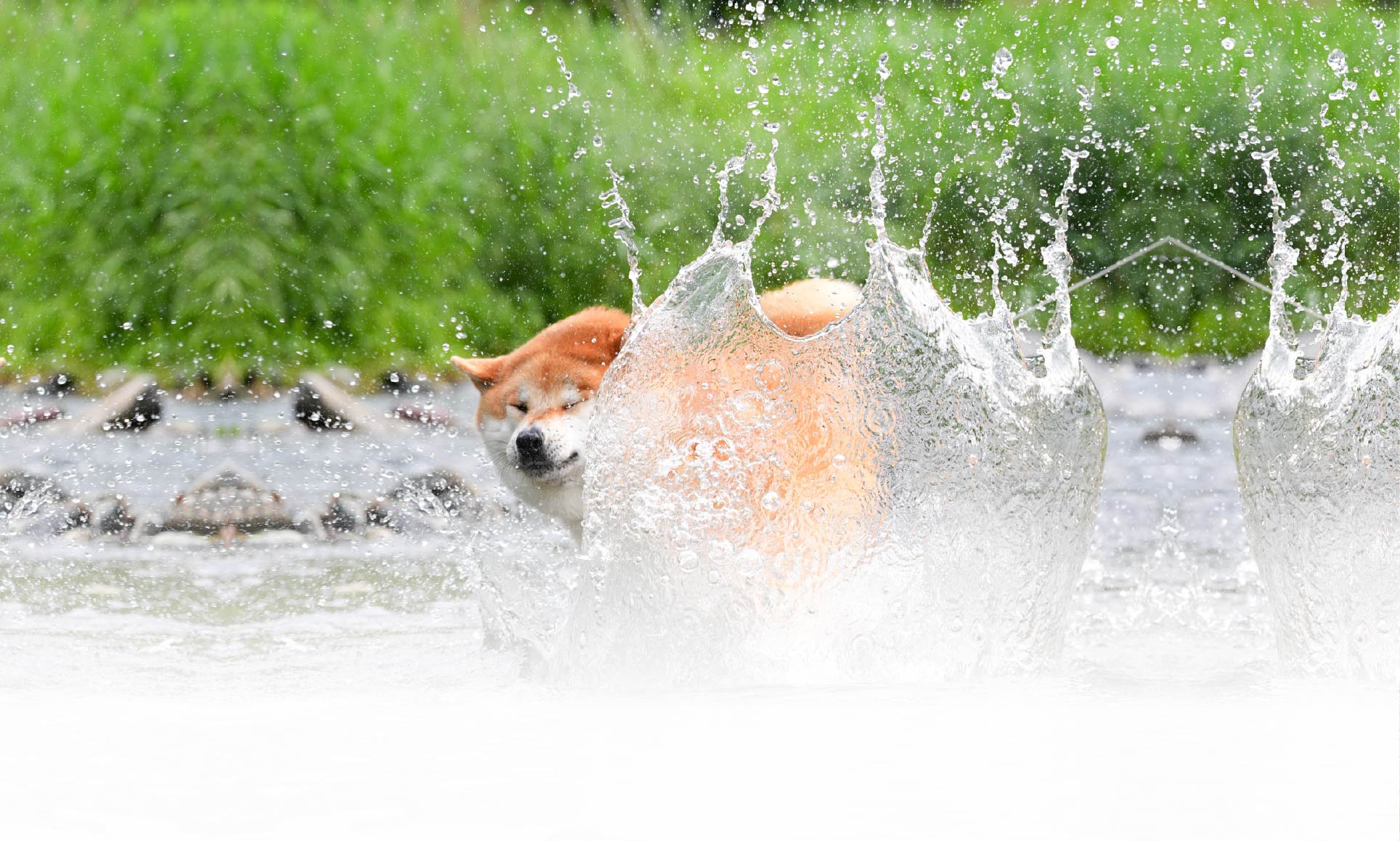 夏の愛犬との旅行 画像 1