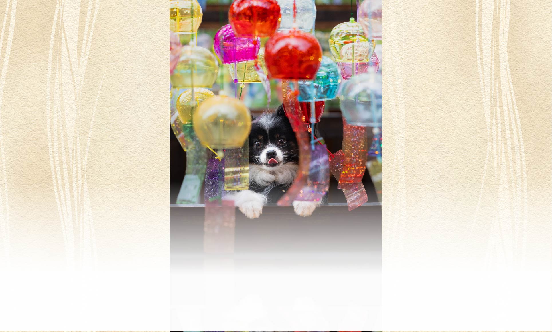 夏の愛犬との旅行 画像 4