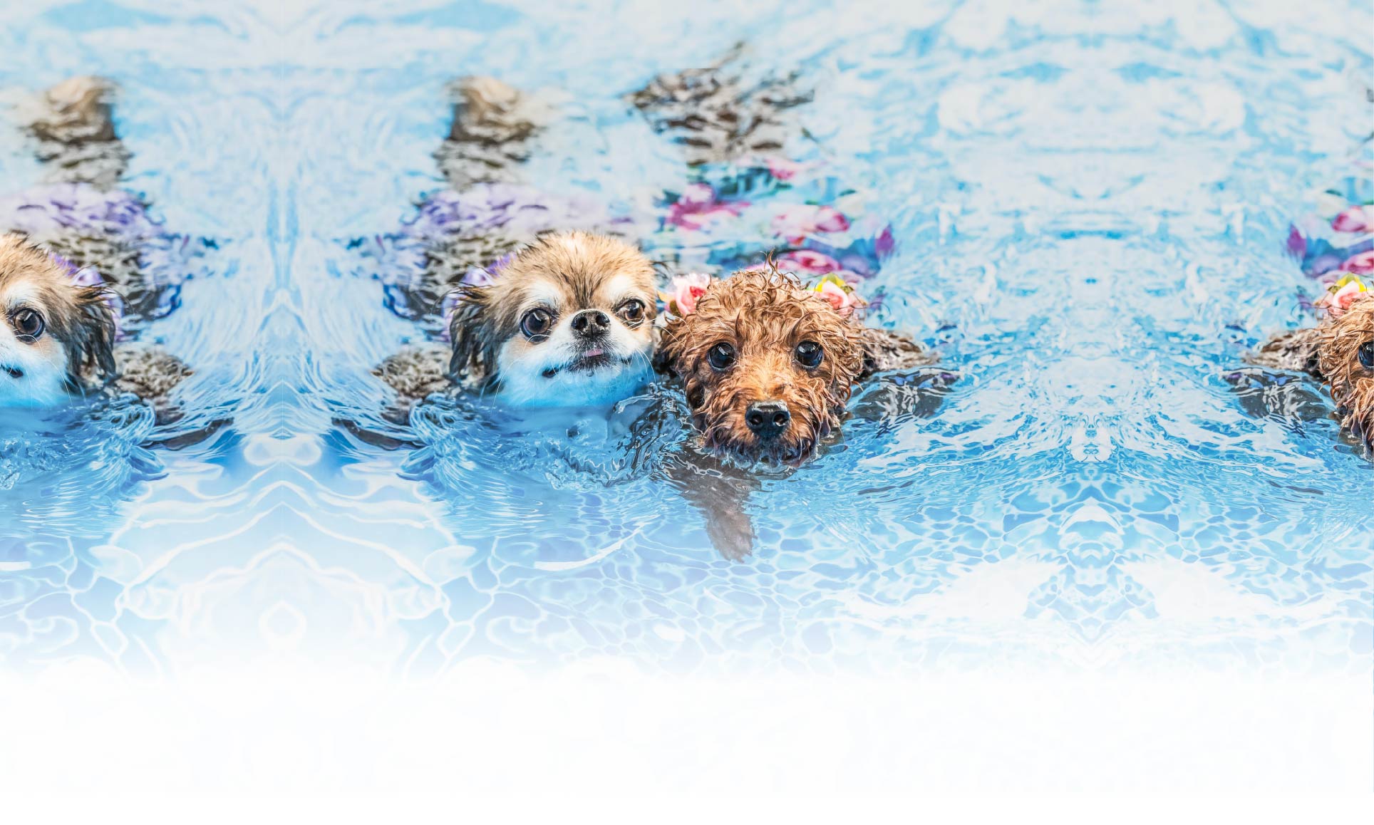 夏の愛犬との旅行 画像 5