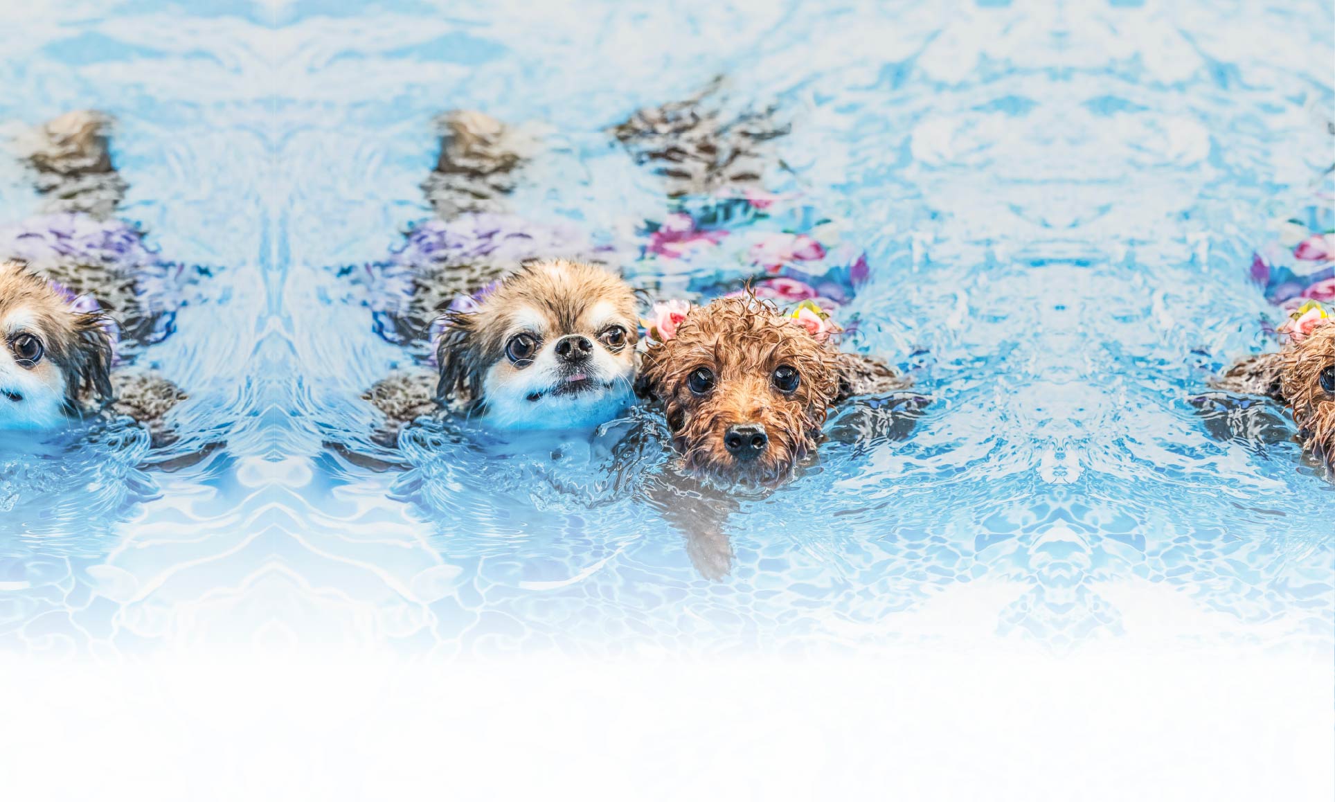 夏の愛犬との旅行 画像 5
